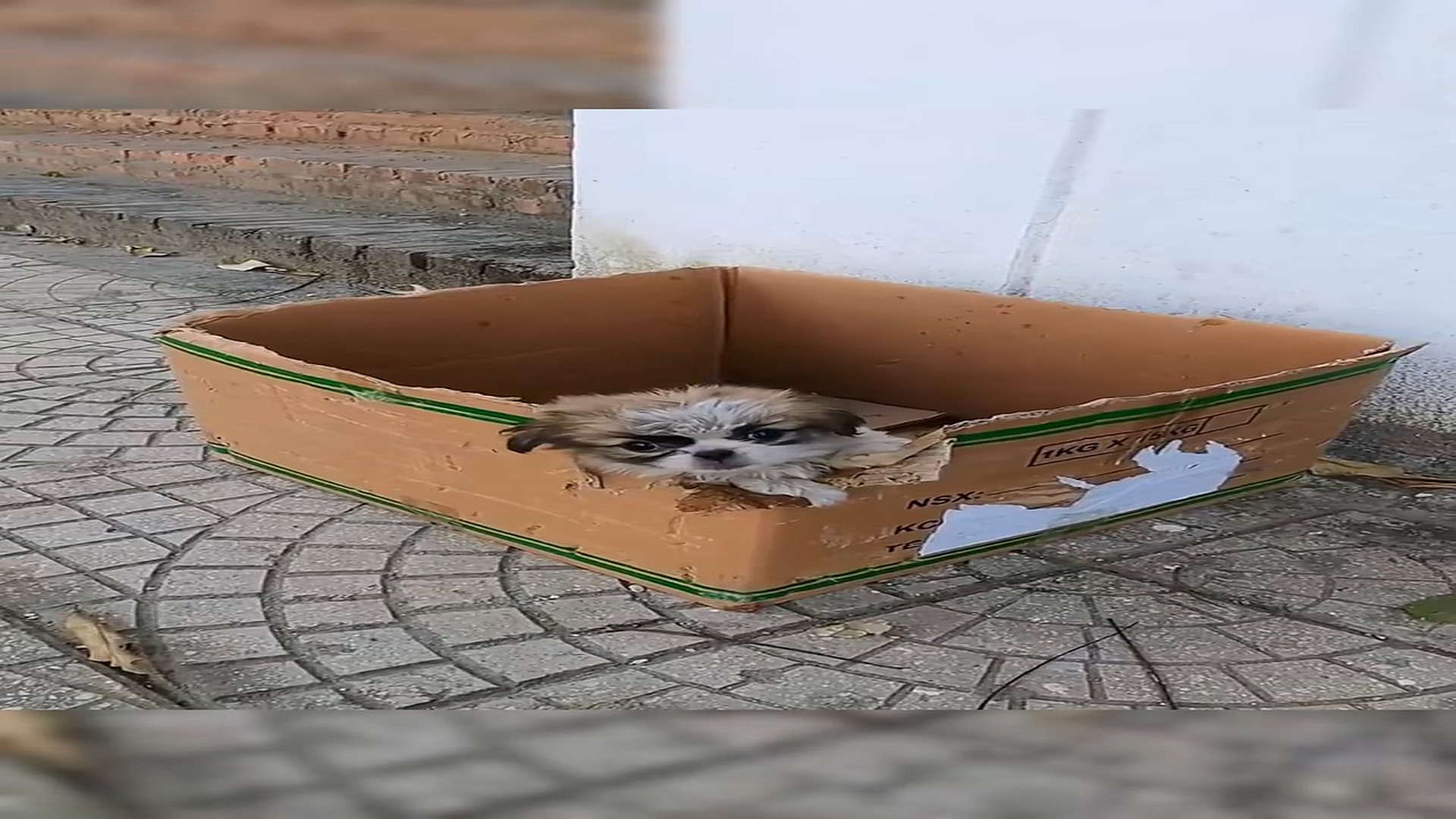 Full Video : N1708001_A beautiful puppy was abandoned on the side of the road #rescue #animals #rescueanimals #animalsofti