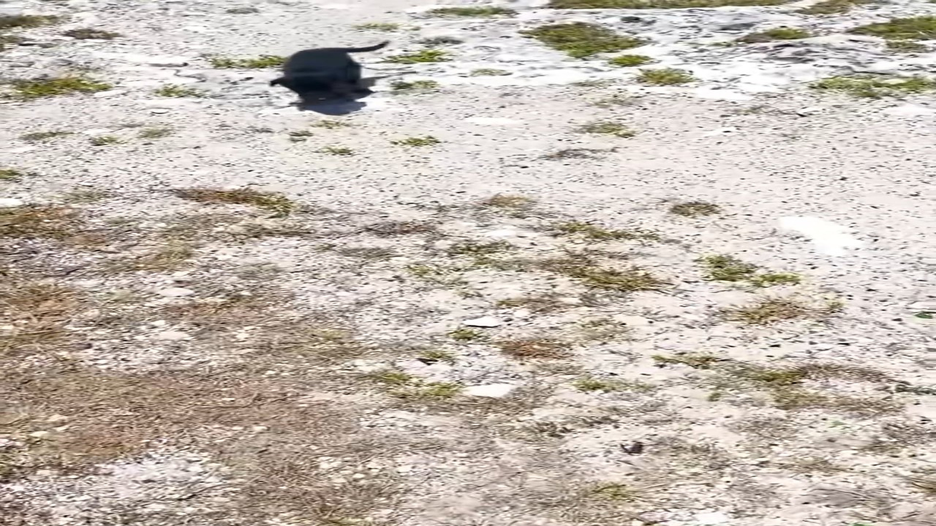 Full Video : N1708003_Cute puppy #animals #animalsoftiktok #rescueanimals #rescue #dog #dogsoftiktok #rescuedog #puppy