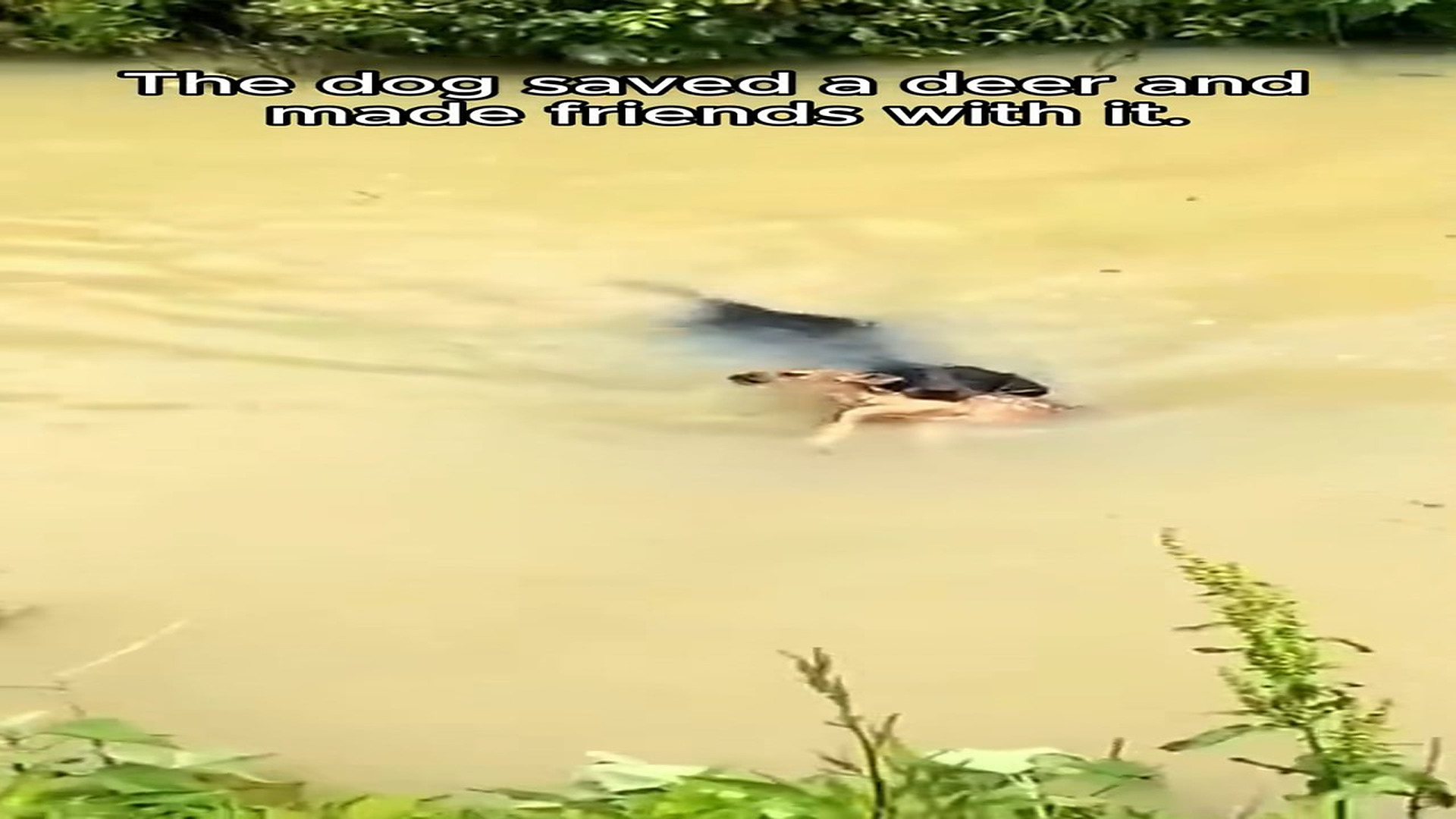 Full Video : N1708004_Dog saved a baby deer #rescue #animals #rescueanimals #animalsoftiktok #dogsoftiktok #deer