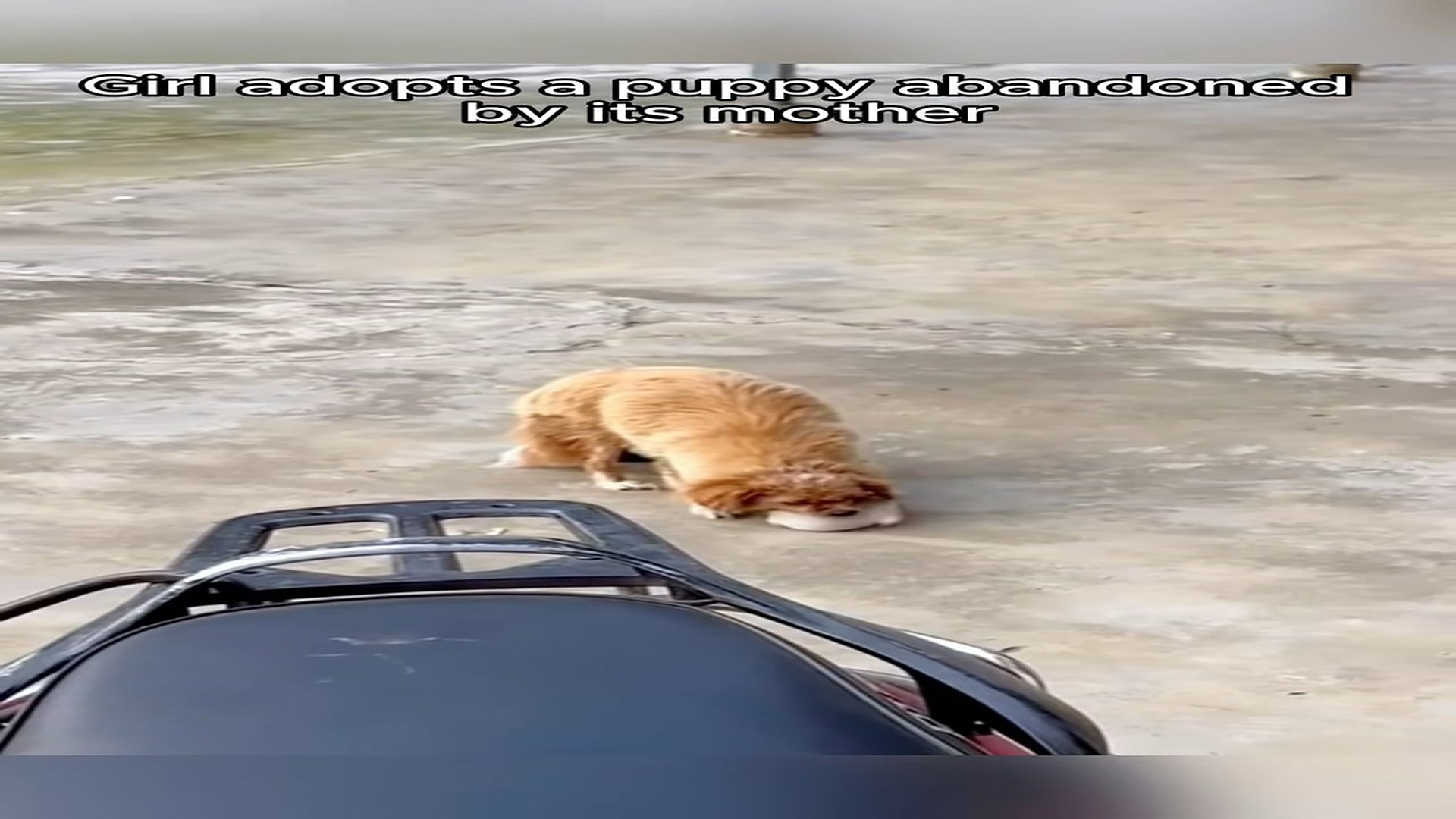Full Video : N1708005_Girl adopted a puppy abandoned by its mother #animals #animalsoftiktok #rescueanimals #rescue #dog #