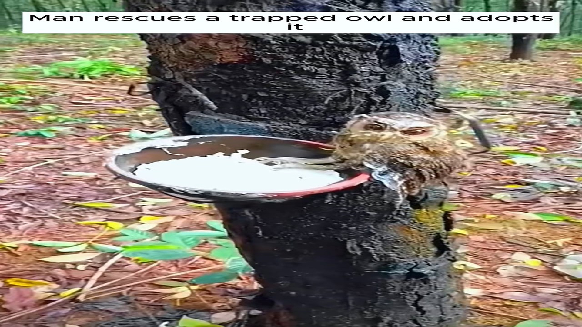 Full Video : N1708009_kichisuli.queen_7458618371630714142