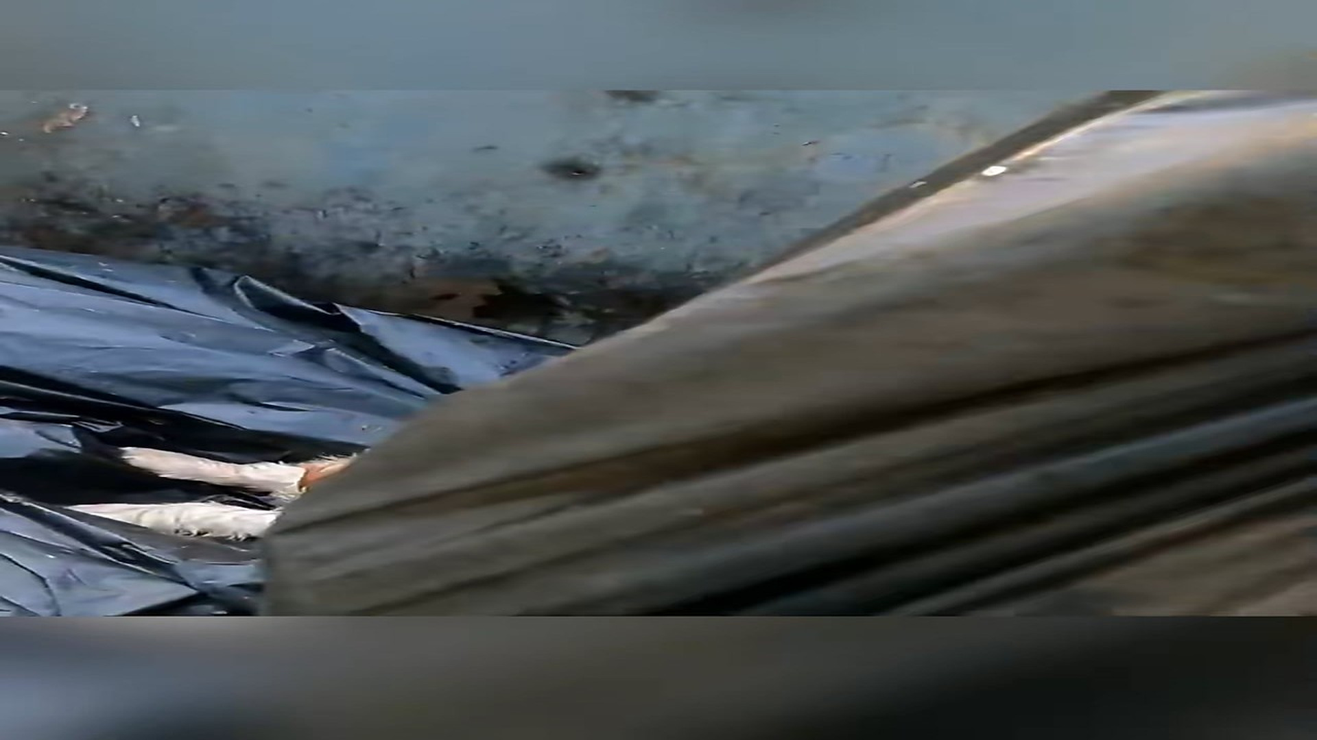 Full Video : N1708014_Man adopted a puppy found in trash #animals #animalsoftiktok #rescueanimals #rescue #rescuedog #dog