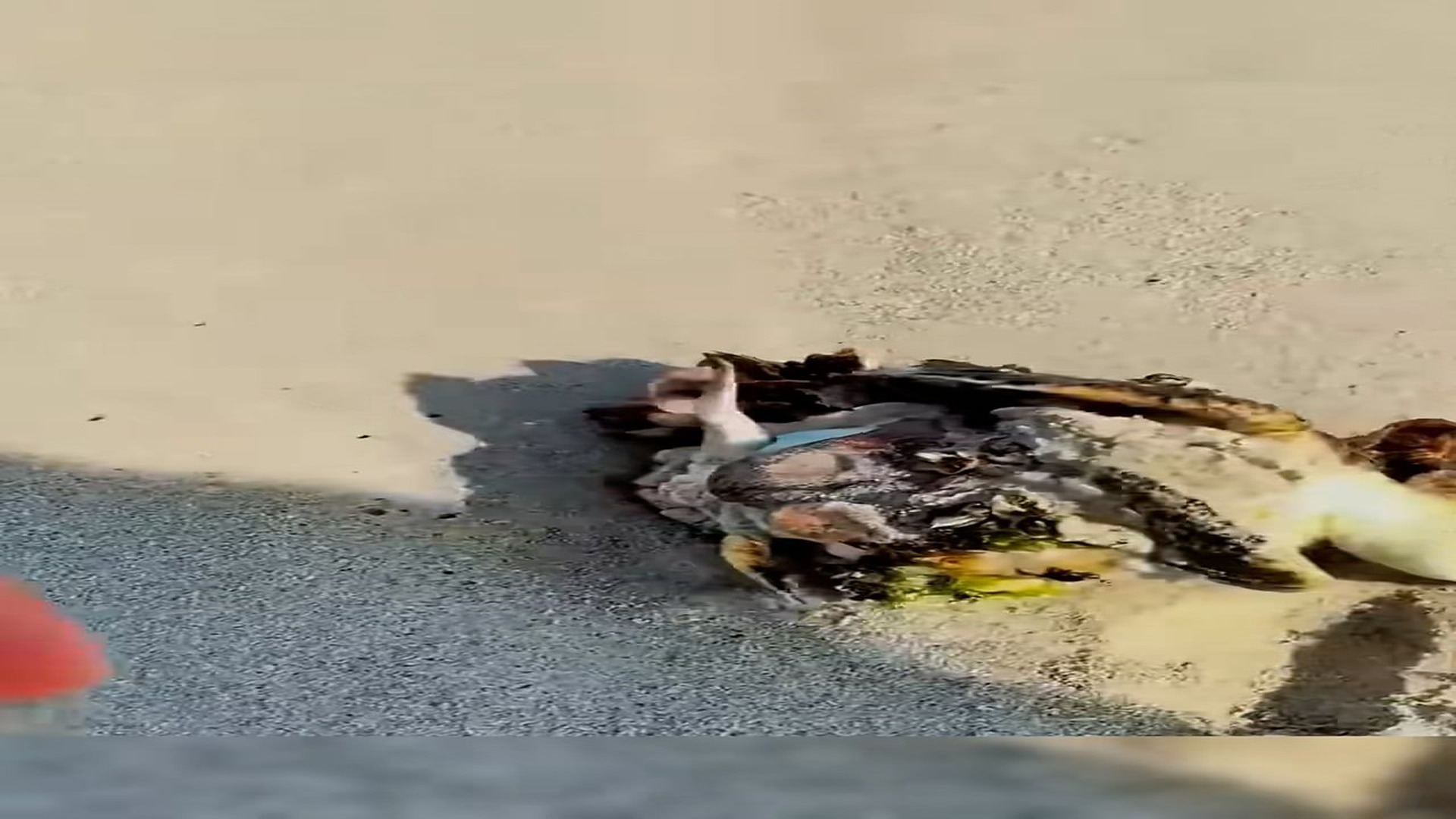 Full Video : N1708016_Marine life rescue#rescueanimal #rescue #animals #marinerescue#fyp