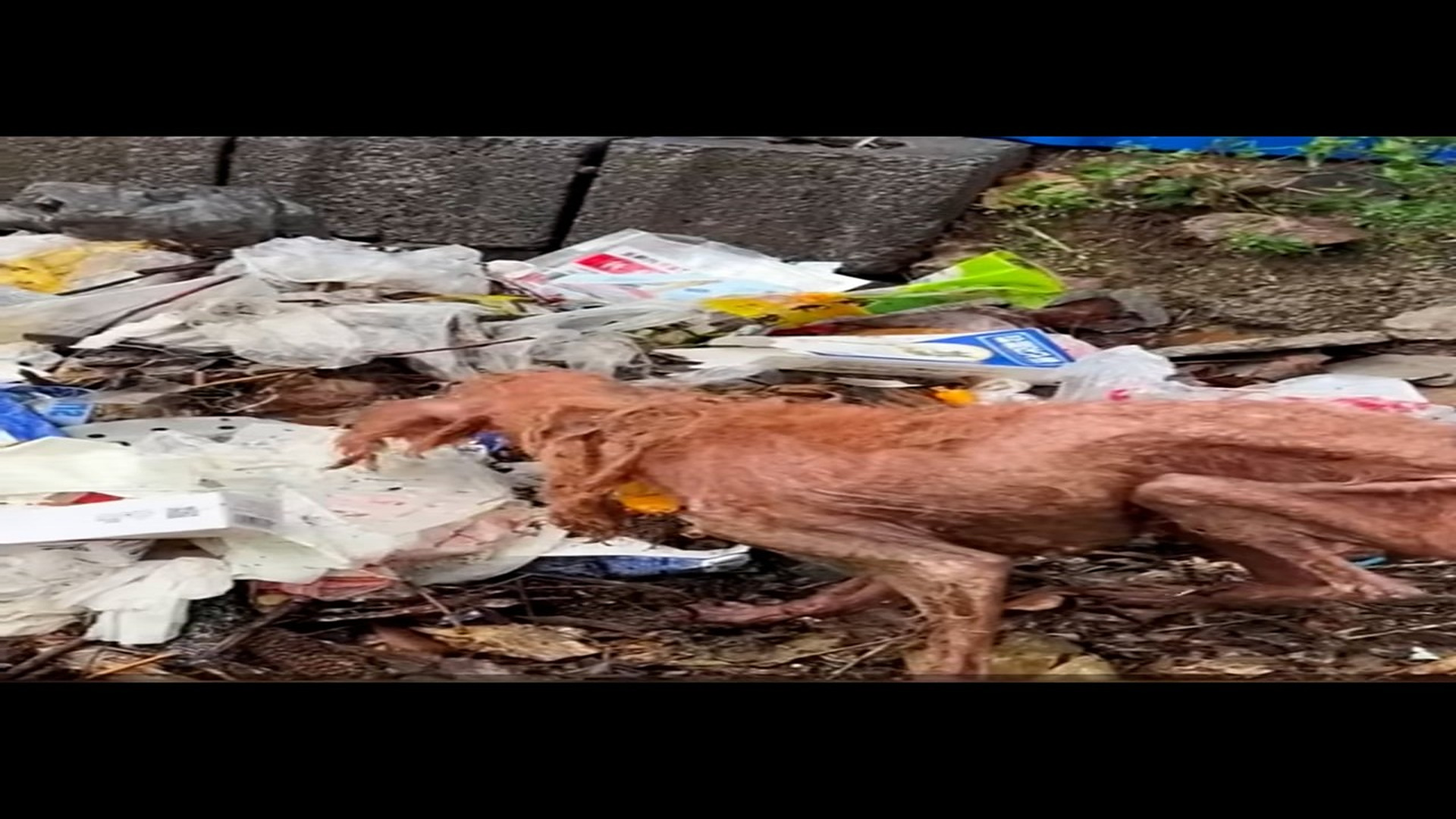 Full Video : N1708028_Rescue a dog #rescueanimal #animals #rescuedog