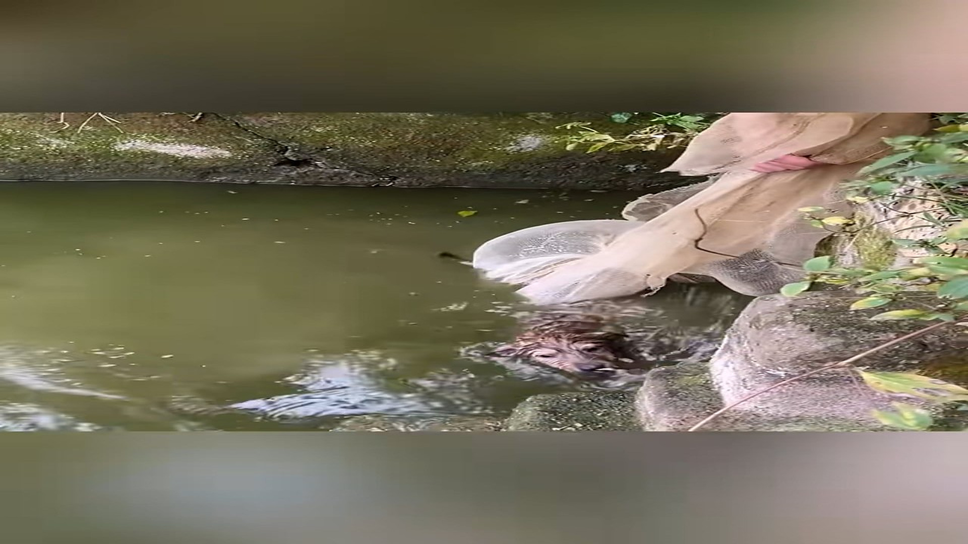 Full Video : N1708032_Rescue a dog#rescueanimal #rescue #animals #rescuedog #dog (1)