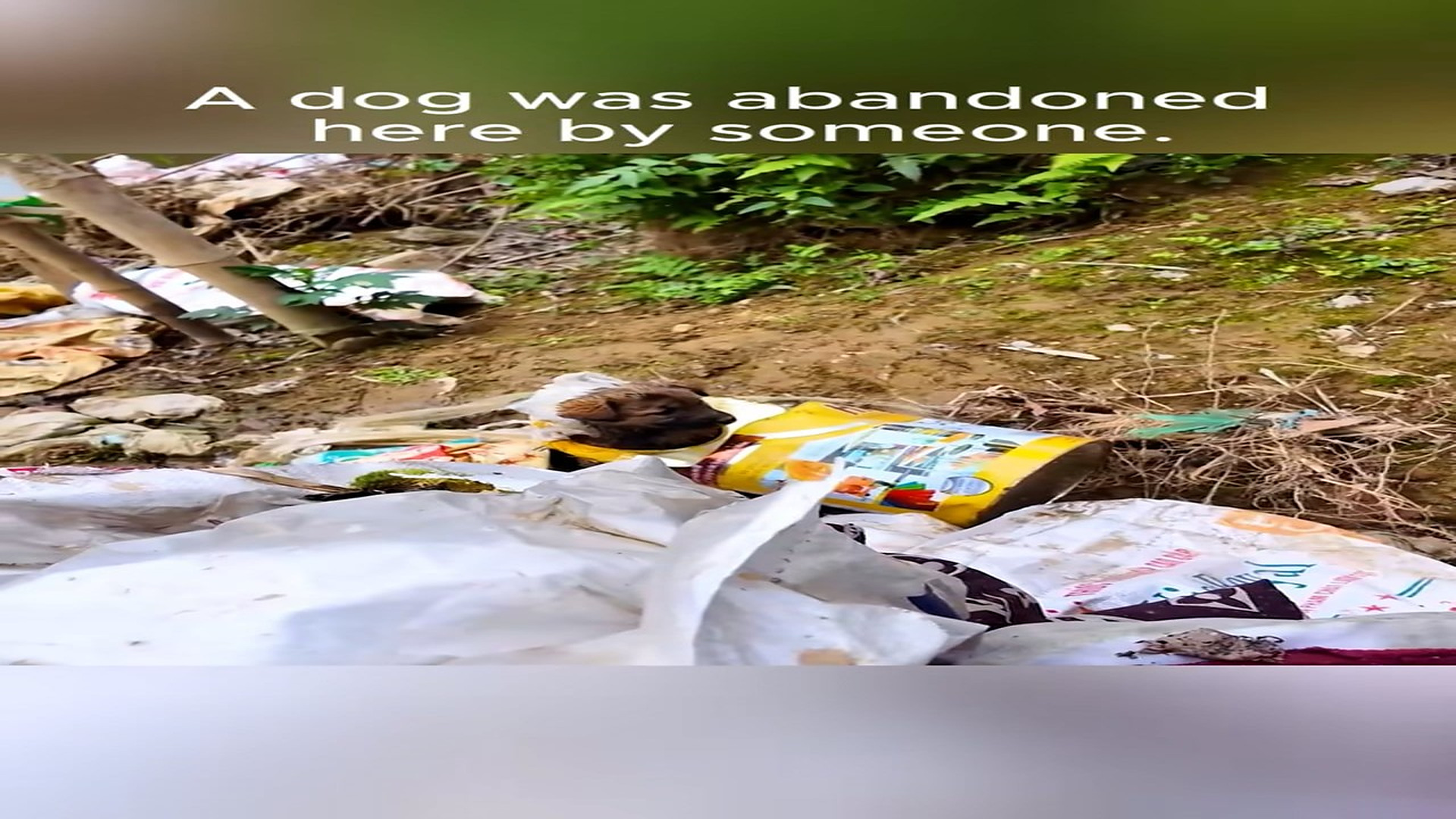Full Video : N1708033_Rescue a dog#rescueanimal #rescue #animals #rescuedog #dog (2)