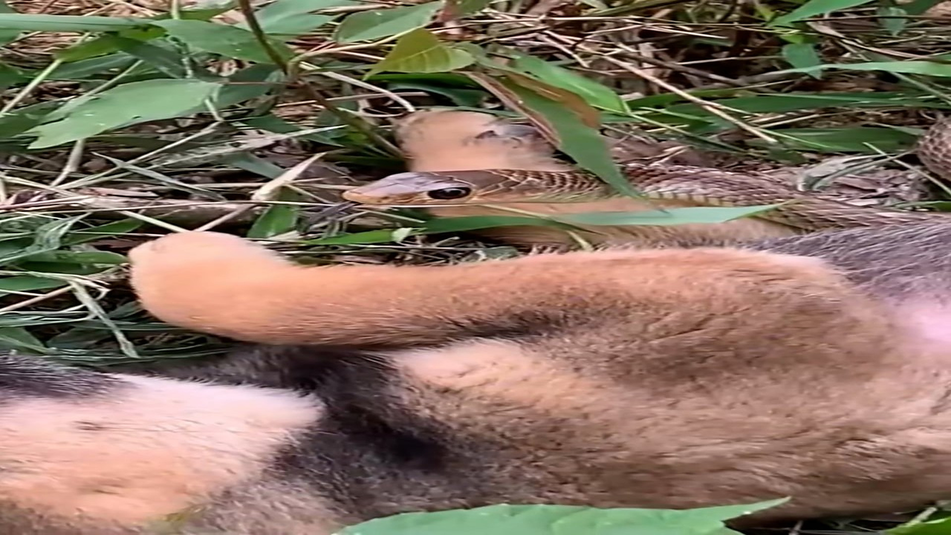 Full Video : N1708035_Rescue a dog#rescueanimal #rescue #animals #rescuedog #fyp (1)