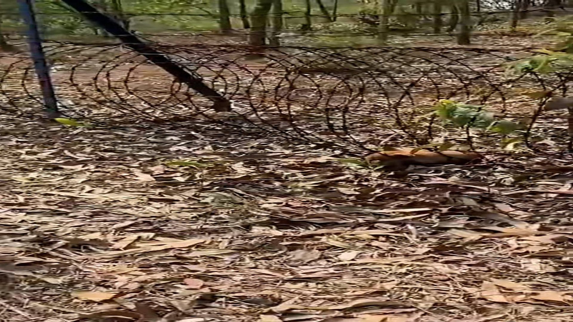 Full Video : N1708036_Rescue a dog#rescueanimal #rescue #animals #rescuedog #fyp (2)