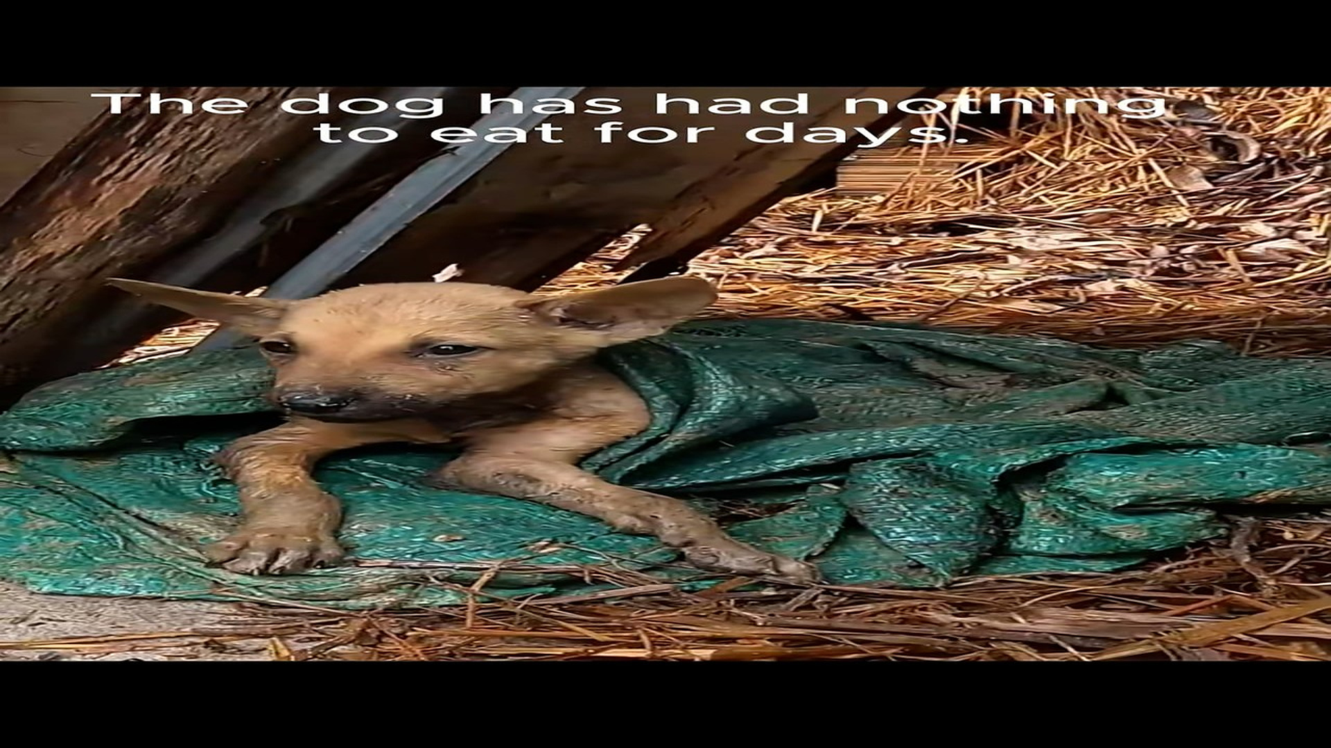 Full Video : N1708037_Rescue a dog#rescueanimal #rescue #animals #rescuedog #fyp