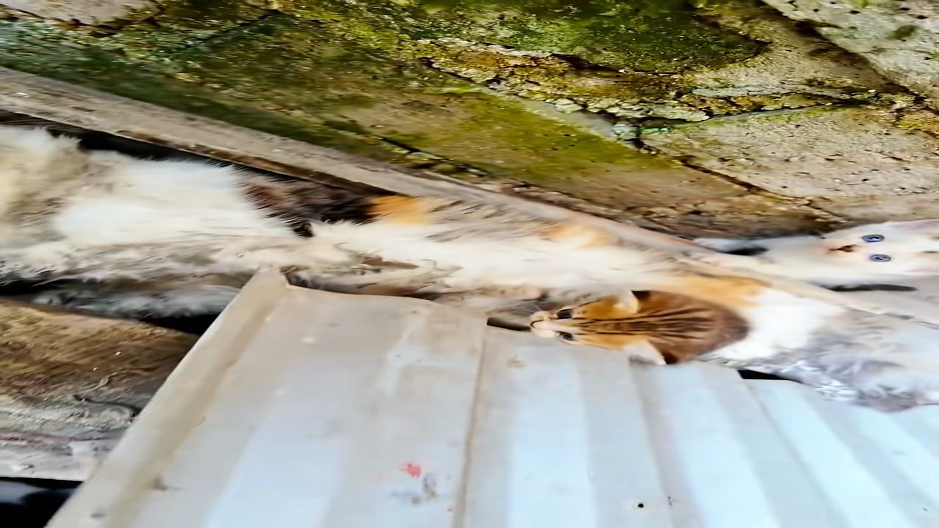 Full Video : N1708040_Rescue a family of cats #cat #catsoftiktok #rescue #kitten #rescueanimals #animals #cat