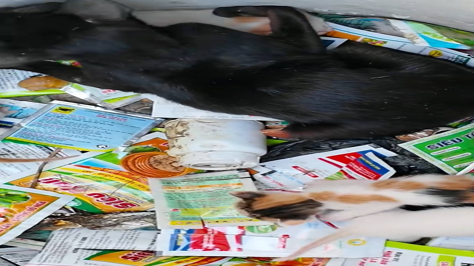 Full Video : N1708041_Rescue a family of cats #cat #catsoftiktok #rescue #kitten #rescueanimals #animals (1)