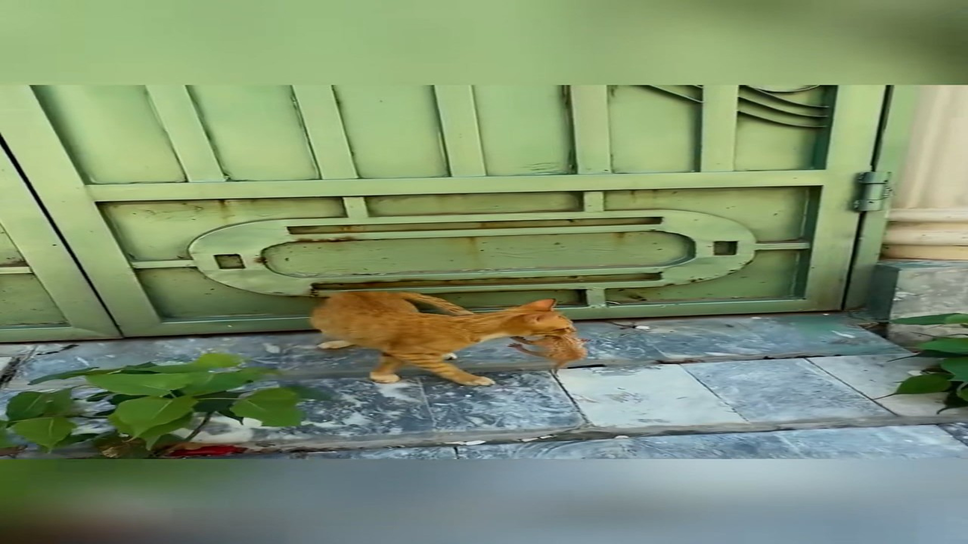 Full Video : N1708042_Rescue a family of cats #cat #catsoftiktok #rescue #kitten #rescueanimals #animals