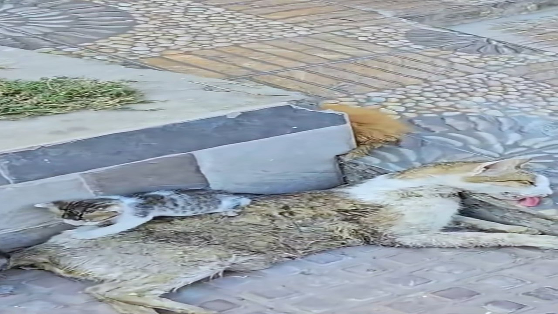 Full Video : N1708044_Rescue a family of cats on the road #animals #rescueanimals #animalsoftiktok #rescue #cat #rescuecat