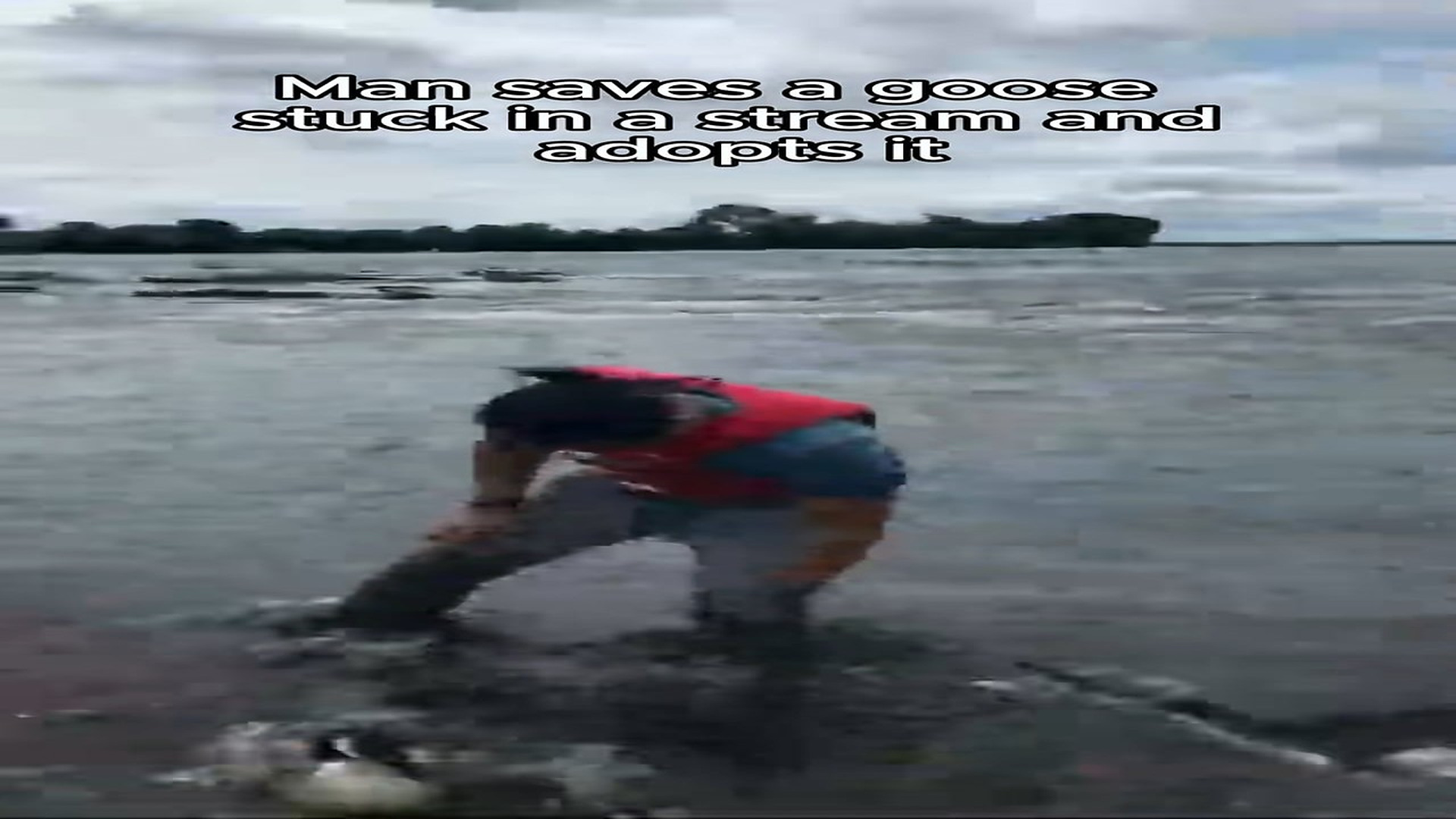 Full Video : N1708049_Rescue a goose stuck in the stream #animals #rescueanimals #animalsoftiktok #rescue #goose
