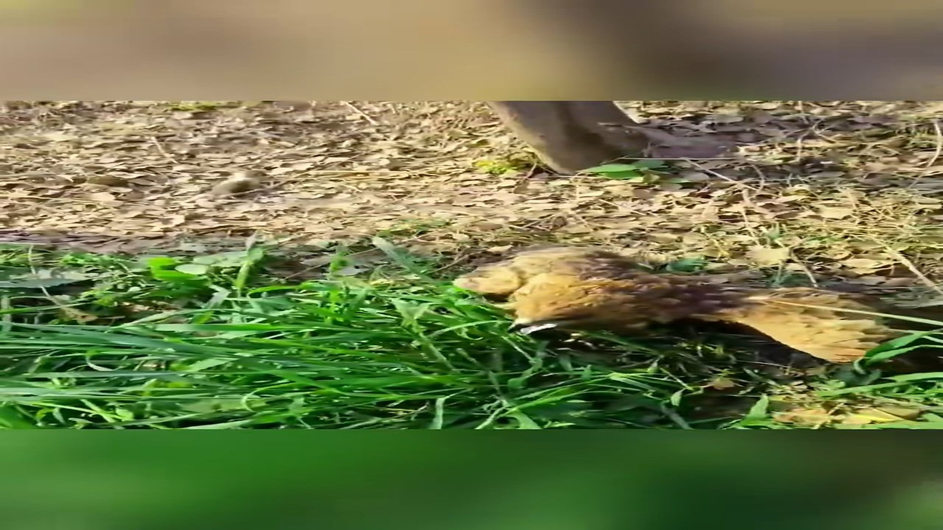 Full Video : N1708051_Rescue a kitten from an eagle #animals #animalsoftiktok #rescueanimals #rescue #cat #catsoftiktok #k