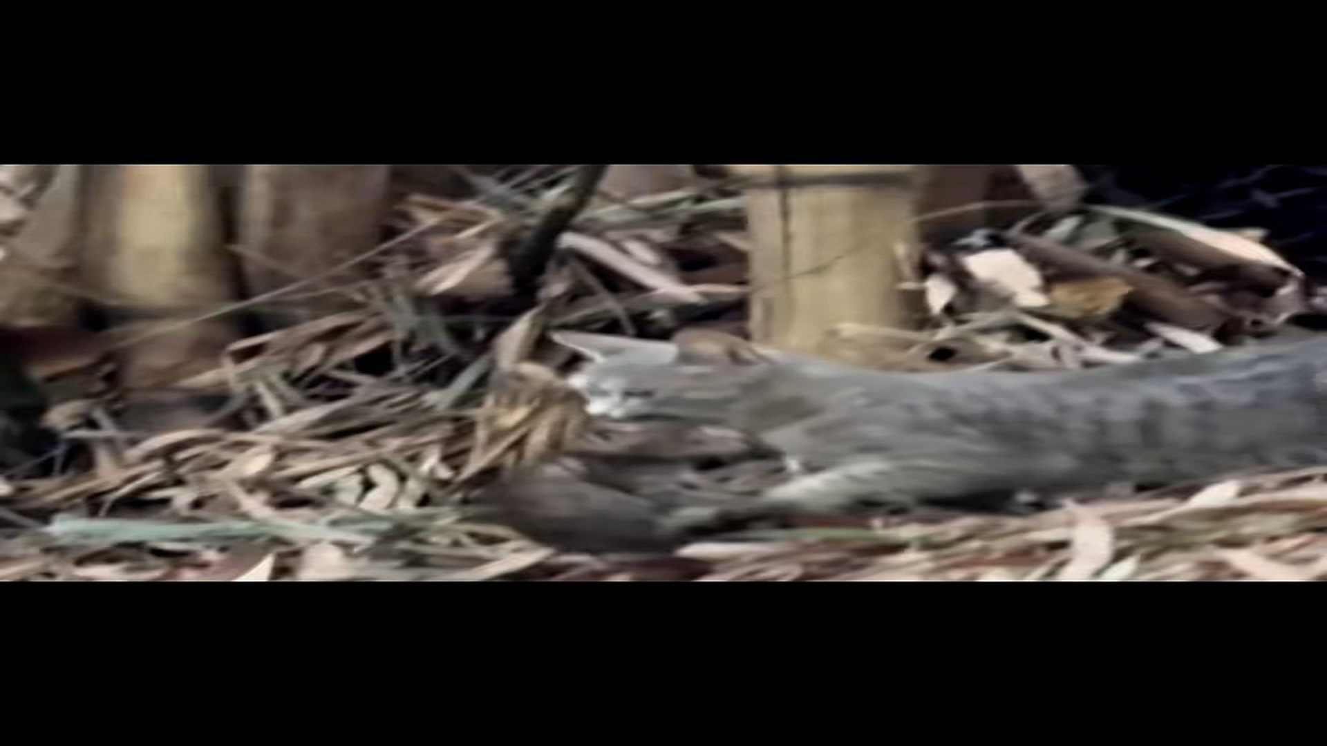 Full Video : N1708062_Rescue cat#rescueanimal #animals #rescue #rescuecat