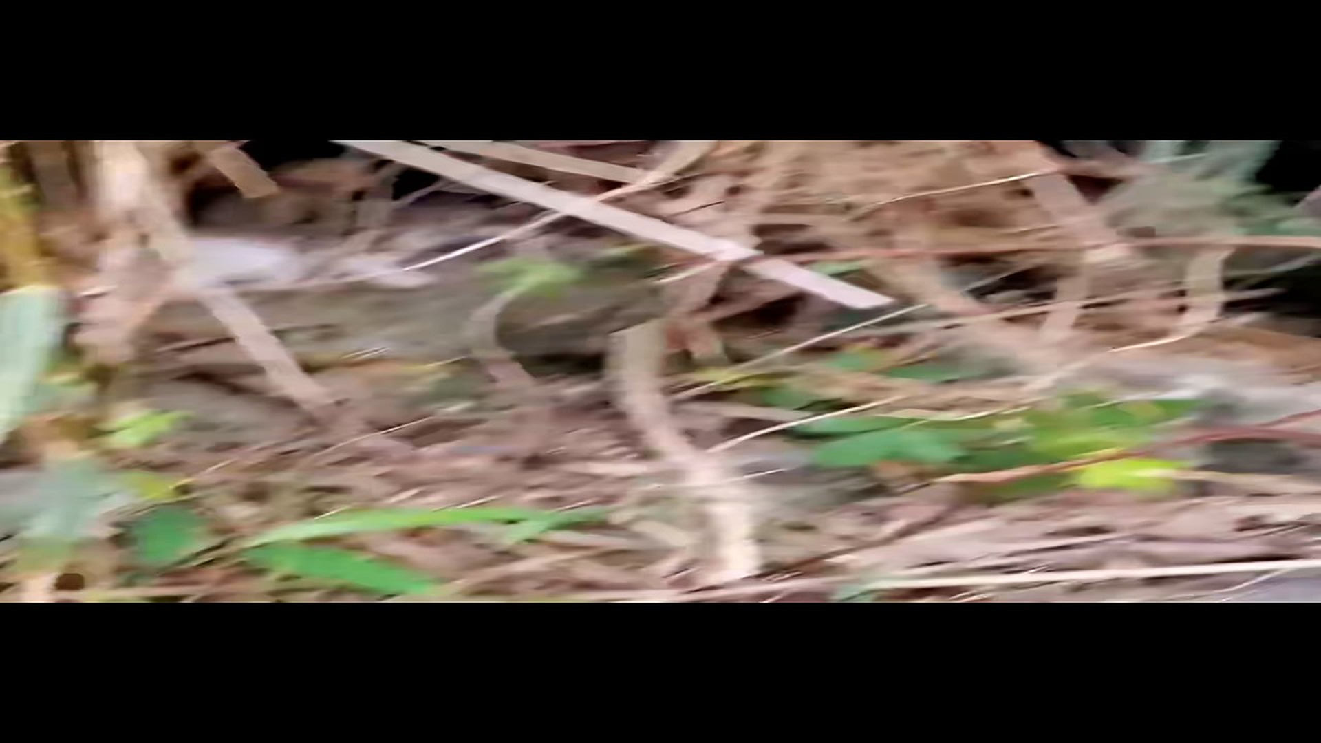 Full Video : N1708065_Rescue cats #rescueanimal #rescue #rescuecat #animals