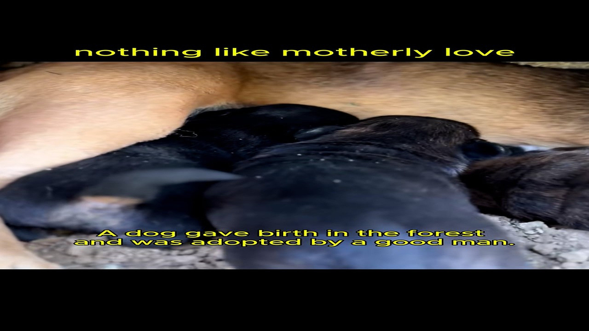 Full Video : N1708073_Rescue dogs#rescueanimal #rescue #animals #fyp