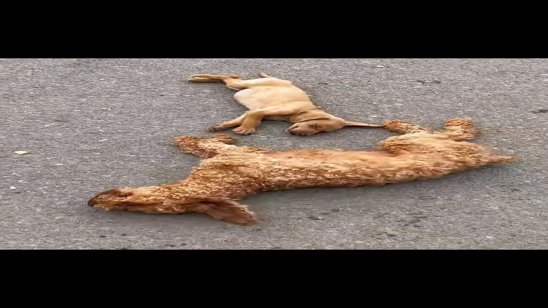 Full Video : N1708074_Rescue dogs#rescueanimal #rescue #animals #rescuedog #dog (1)