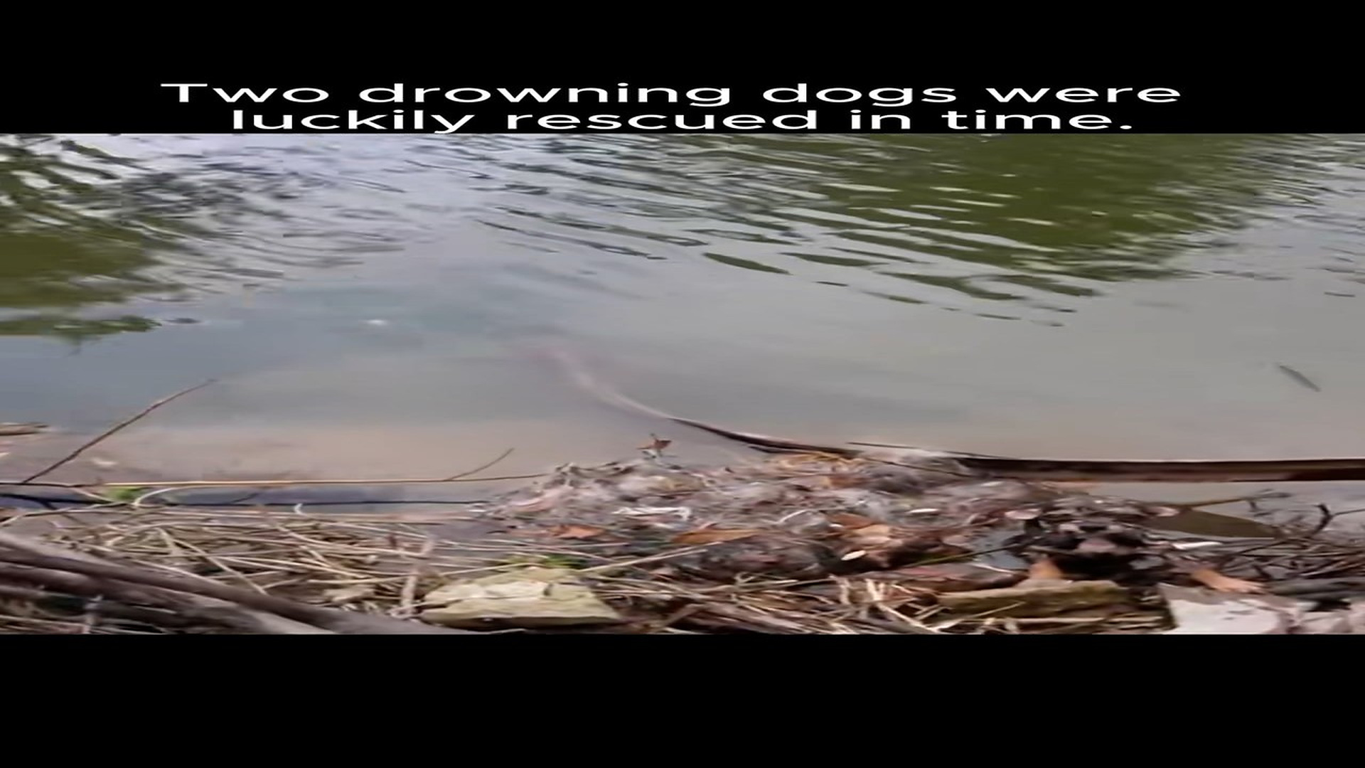 Full Video : N1708075_Rescue dogs#rescueanimal #rescue #animals #rescuedog #dog