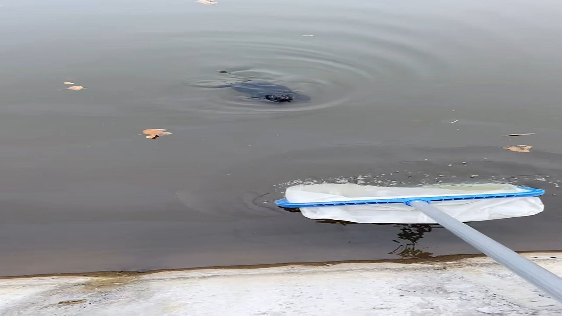 Full Video : N1708076_Rescue drowning puppy and take it home to care for #rescue #animals #rescueanimals #animalsoftiktok