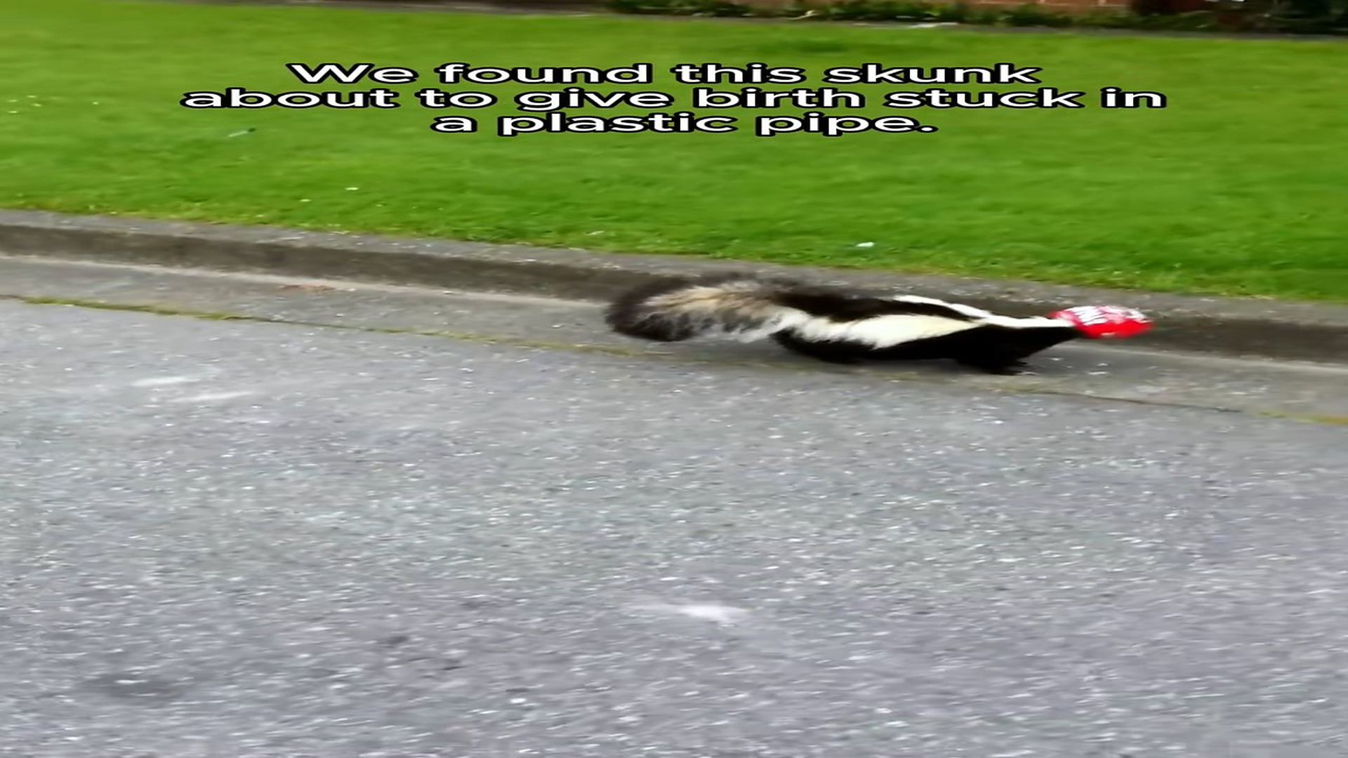 Full Video : N1708079_Rescue skunk #animals #rescueanimals #animalsoftiktok #rescue #skunk #skunksoftiktok