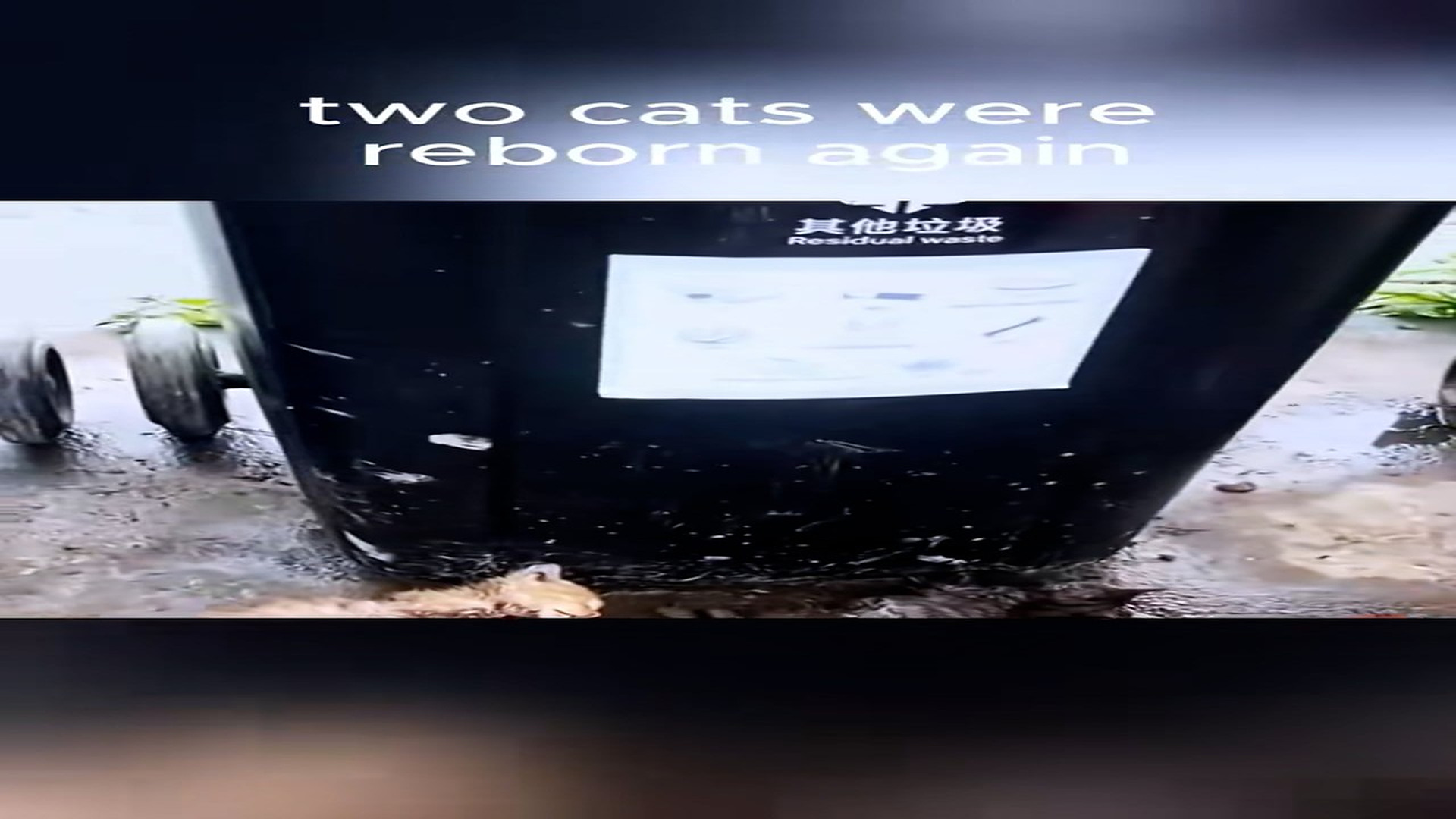 Full Video : N1708083_Rescue tow kittens#rescueanimal #animals #rescue #rescuecats