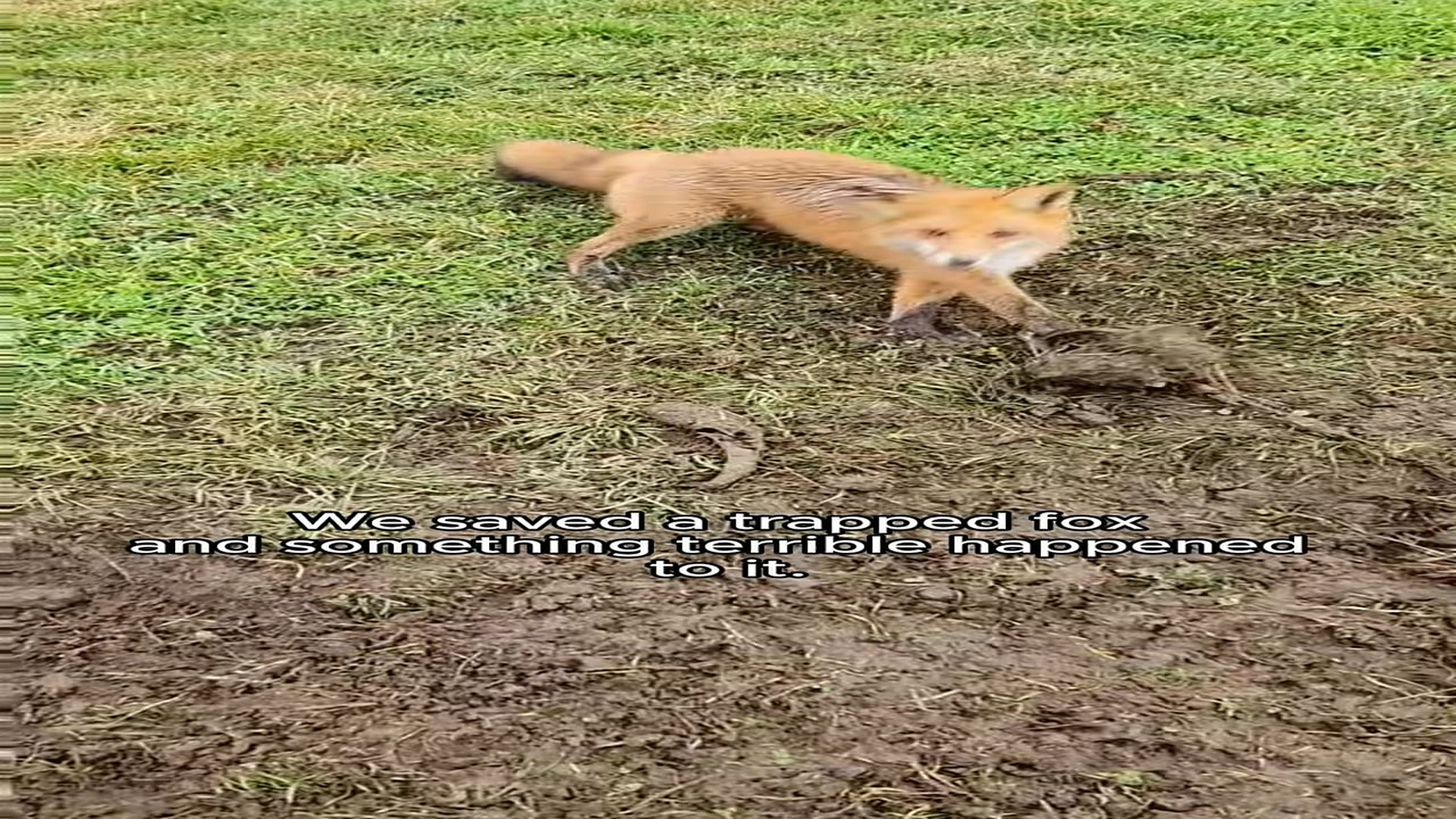 Full Video : N1708088_We saved a trapped fox and then #animals #rescueanimals #animalsoftiktok #rescue #fox #foxesoftiktok