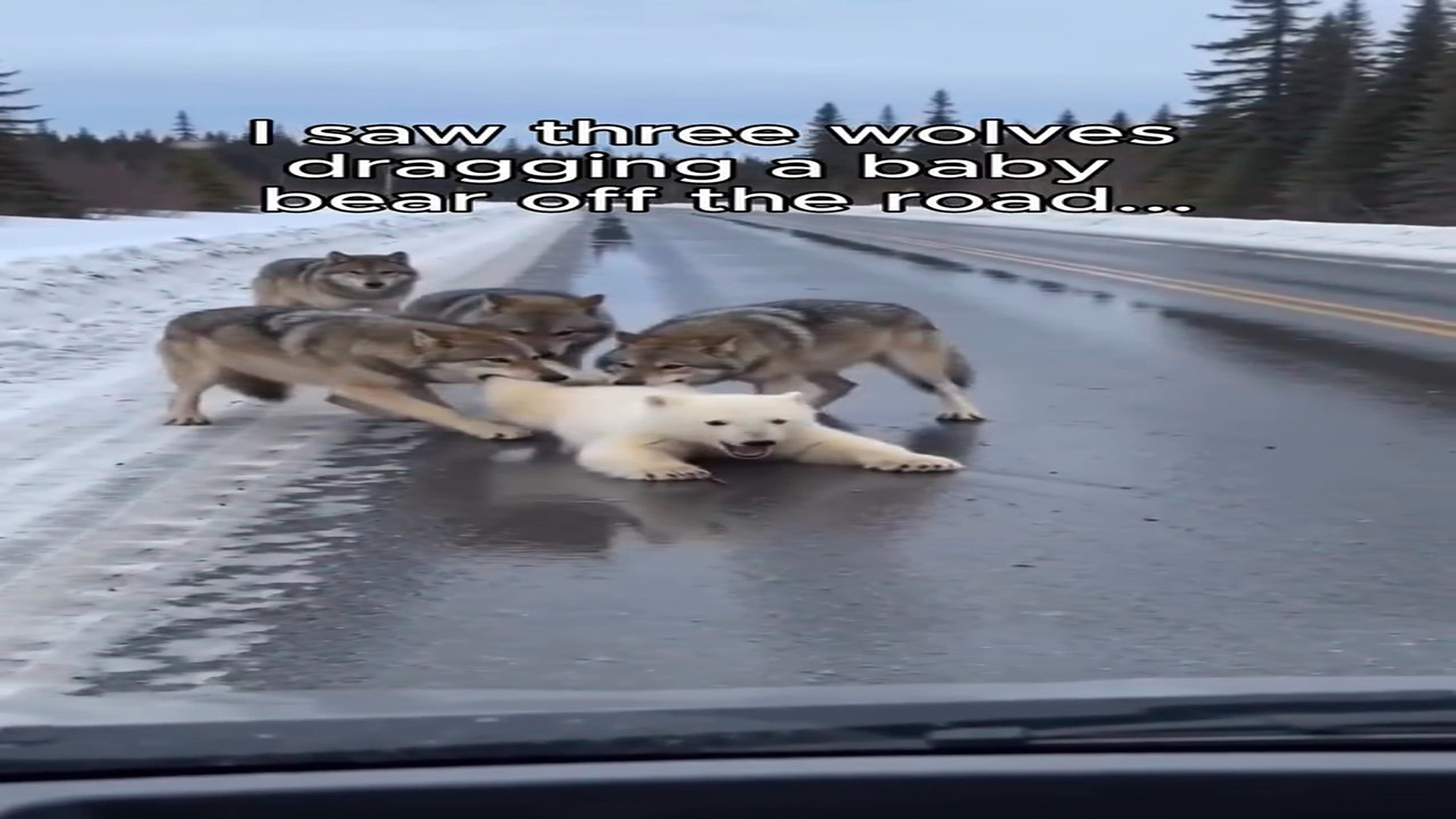 Full Video : N1908003_K Wolves almost had him until he showed up #wholesome #animals StoryT