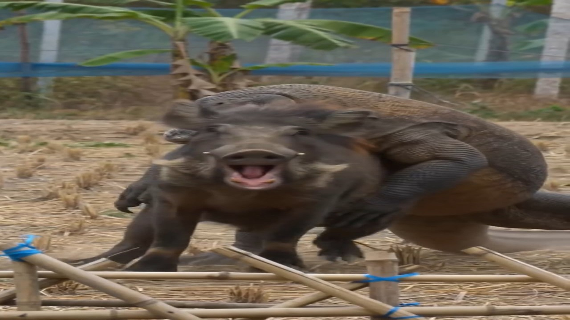 Full Video : N1908004_K Mistaking wild boar prey, giant monitor lizard suddenly la