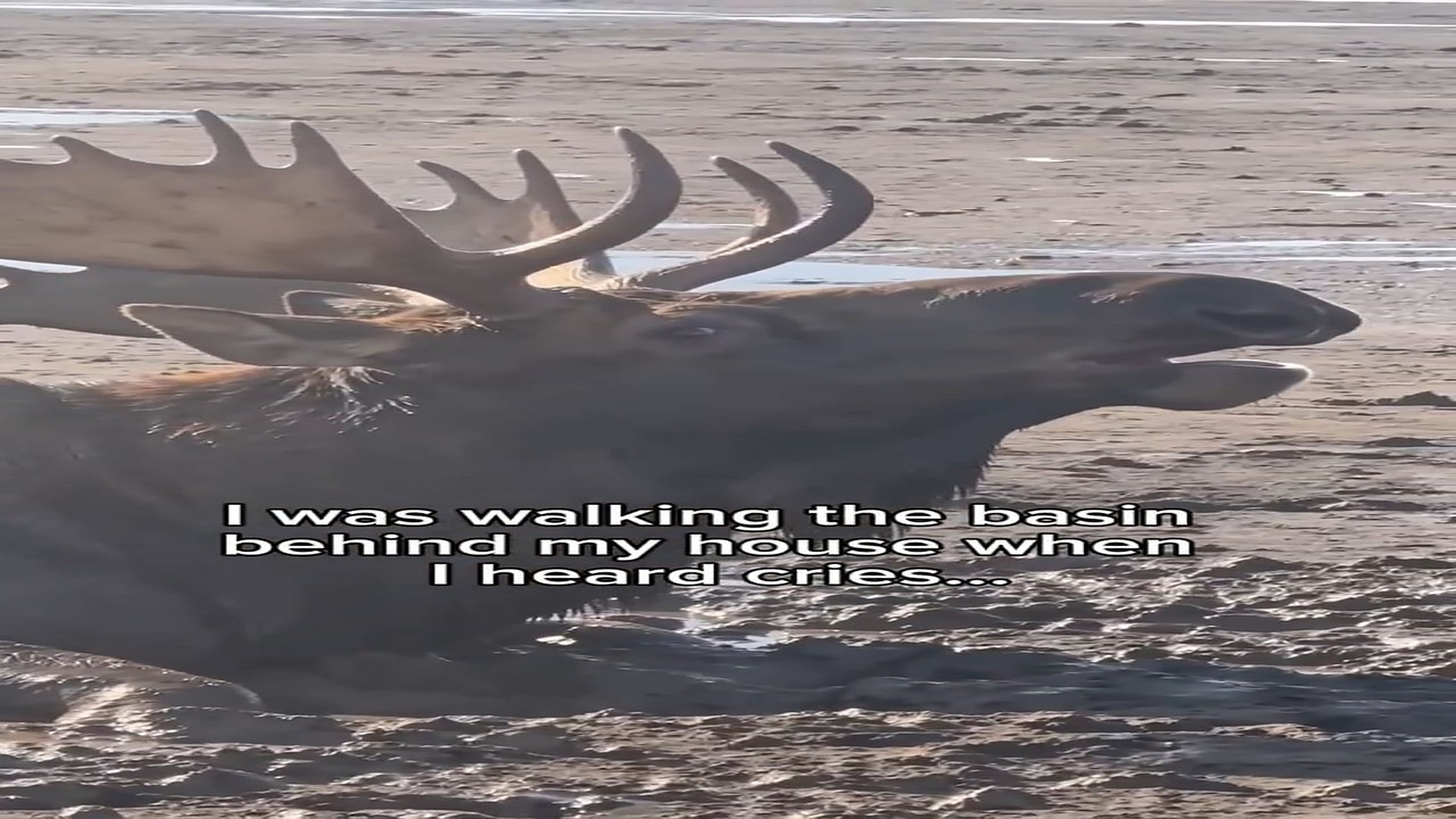 Full Video : N1908013_K We saved a moose became grandparents #wholesome #animals Stor
