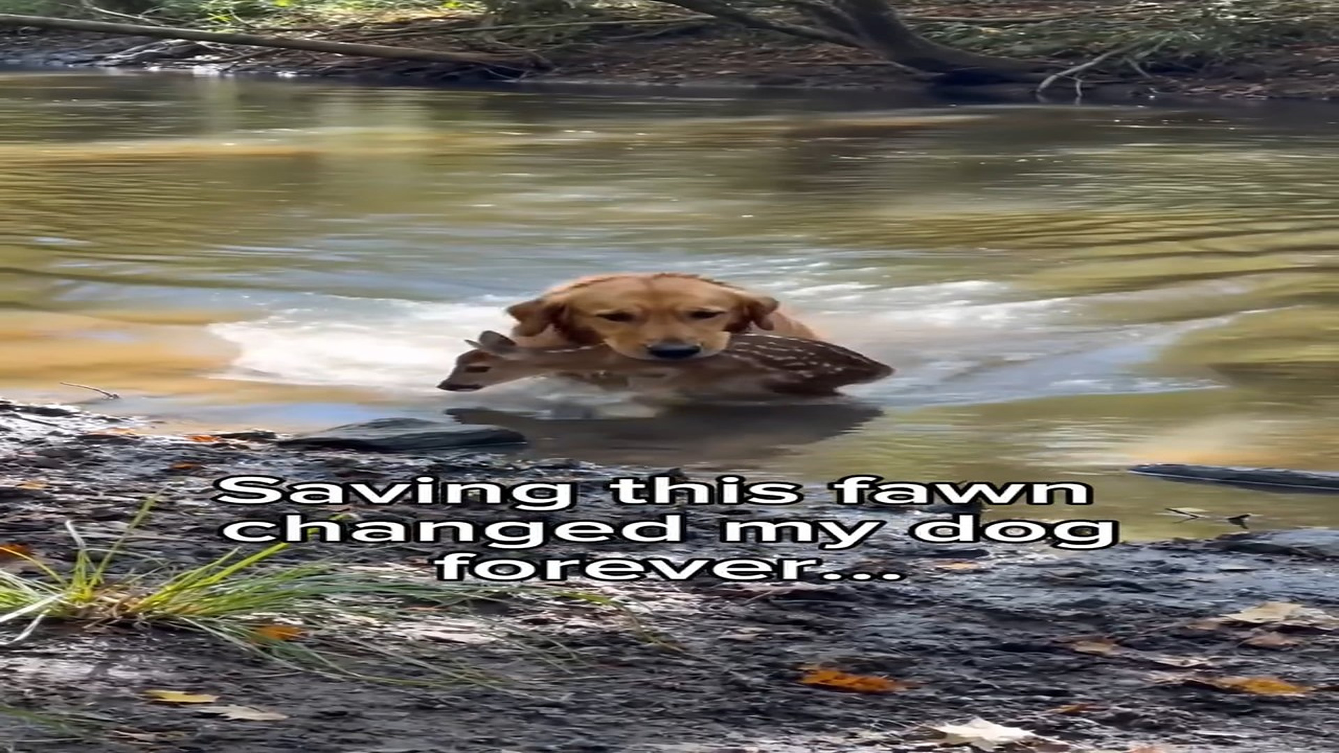 Full Video : N1908016_K Nothing was same #dog #wholesome #animals StoryTime