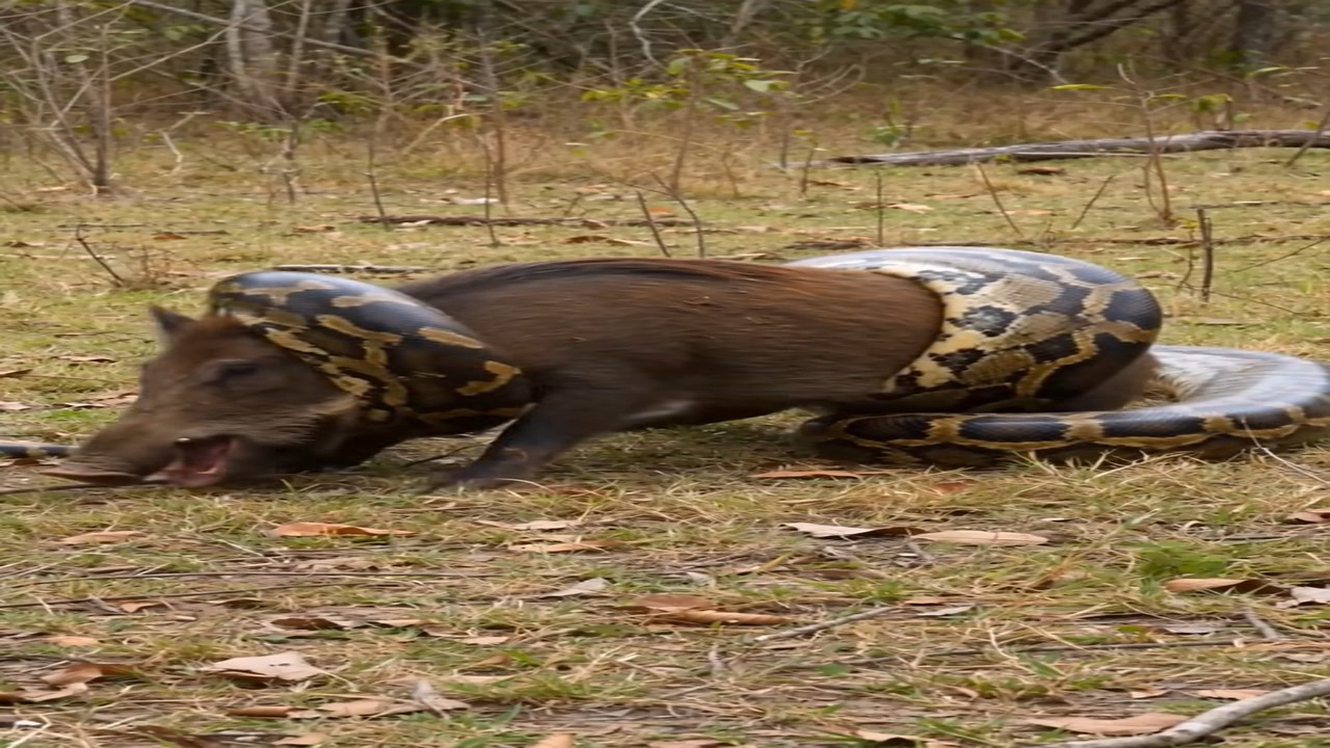 Full Video : N1908019_K Helpless wild boar trapped in deadly grip of a giant python!