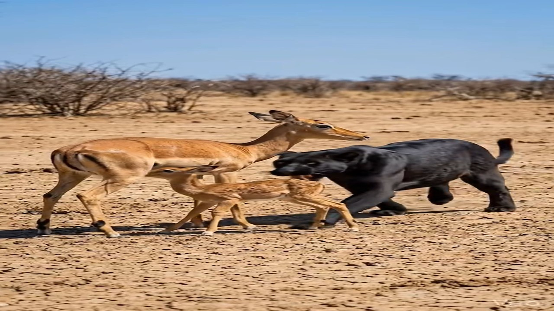Full Video : N1908025_How Lion Saved The Fawn From Phanter #ai #animals #rescue #ahorts