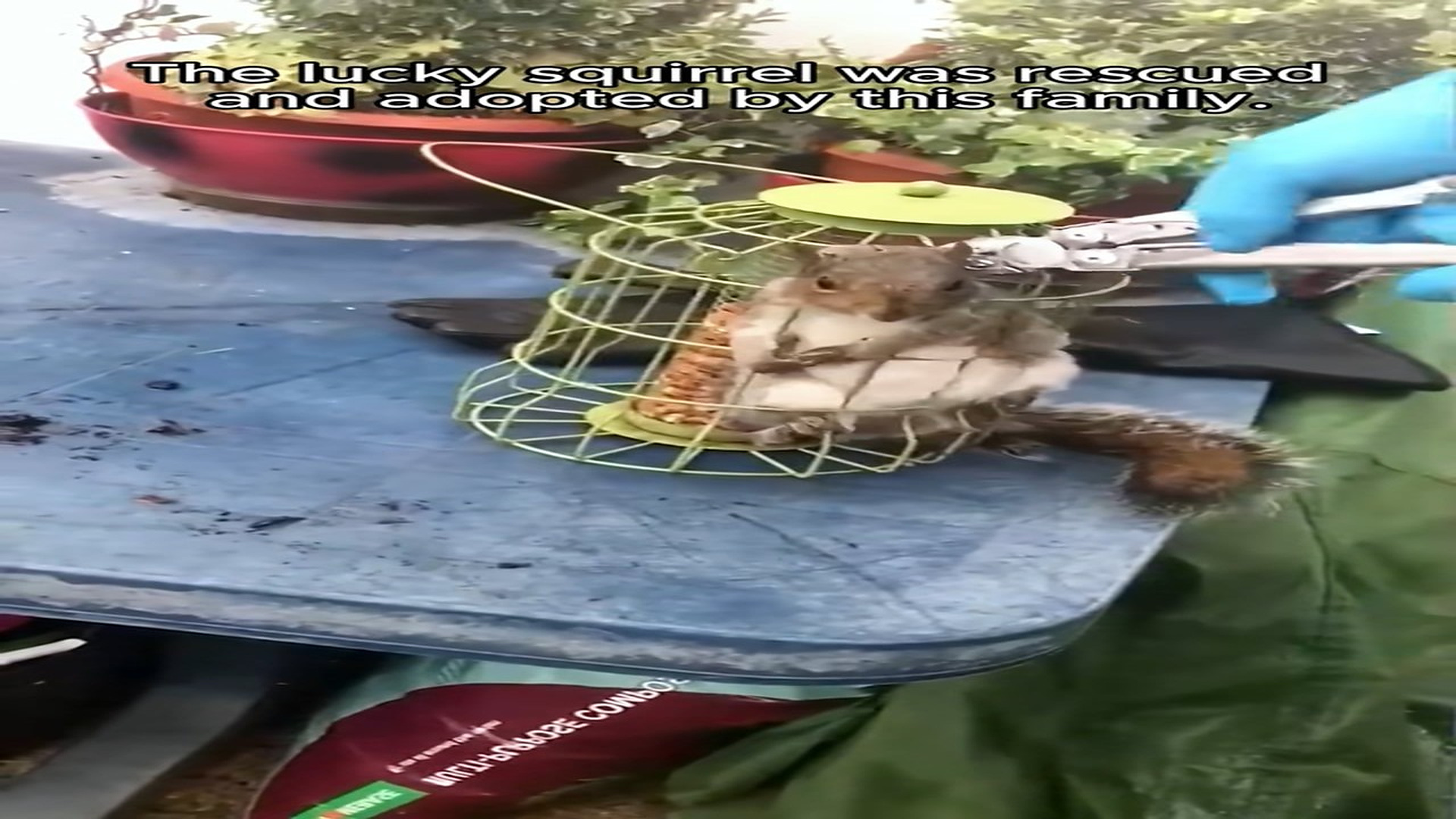 Full Video : N1908028_Lucky squirrel was rescued #rescue #animal #animalsoftiktok #rescueanimals #squirrel