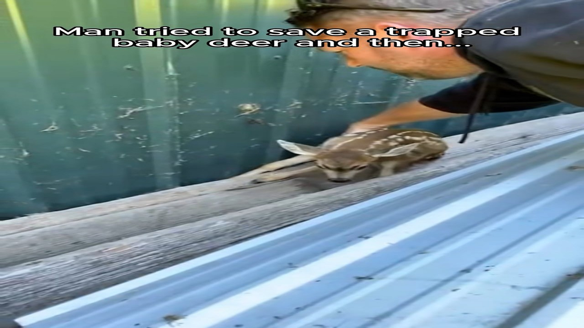 Full Video : N1908029_Man amazed when saving a baby deer and it followed him home #rescue #animal #rescueanimals #animalso