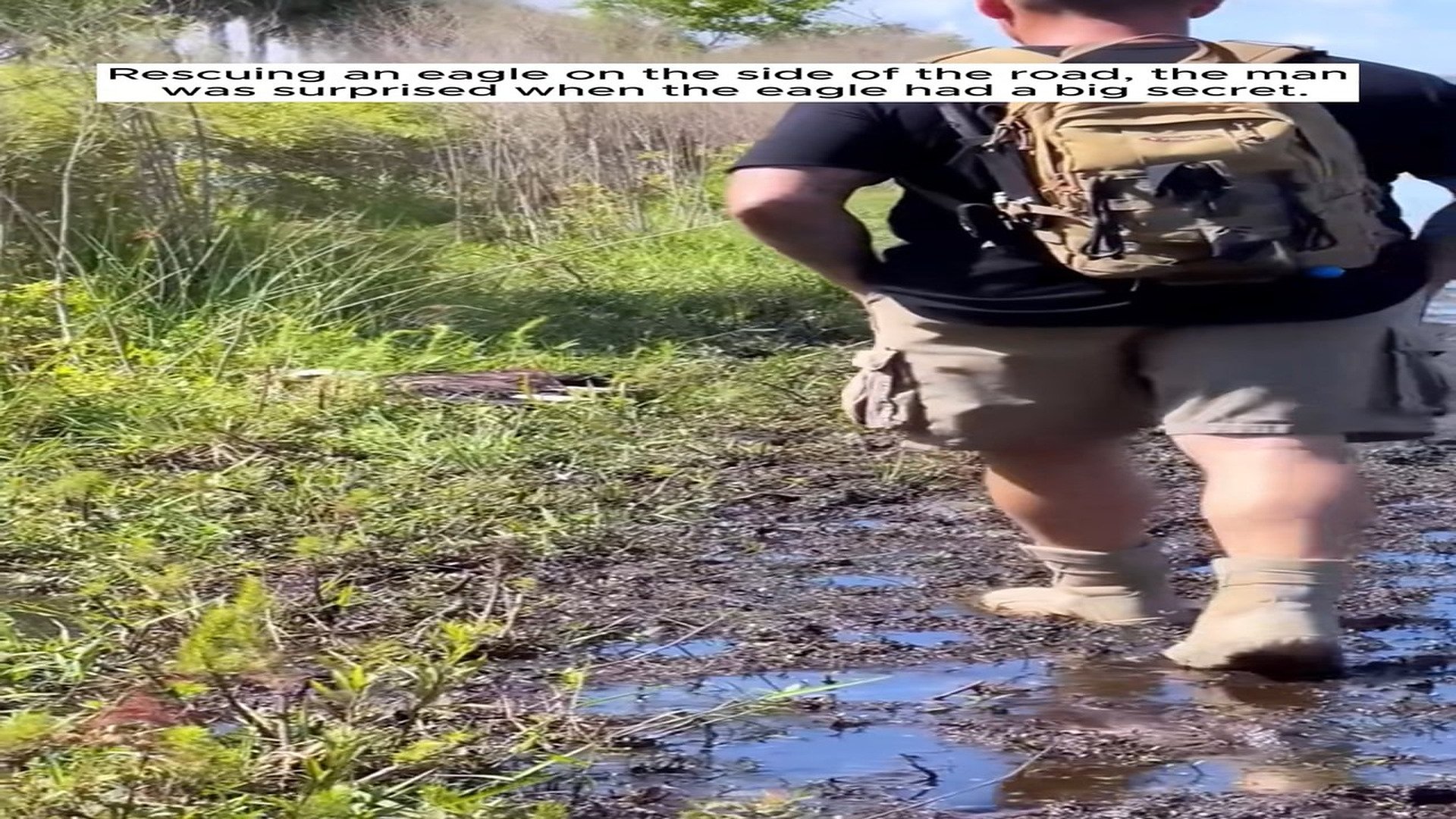 Full Video : N1908041_Rescue a eagle #eagle #animal #rescue #rescueanimals #animalsoftiktok