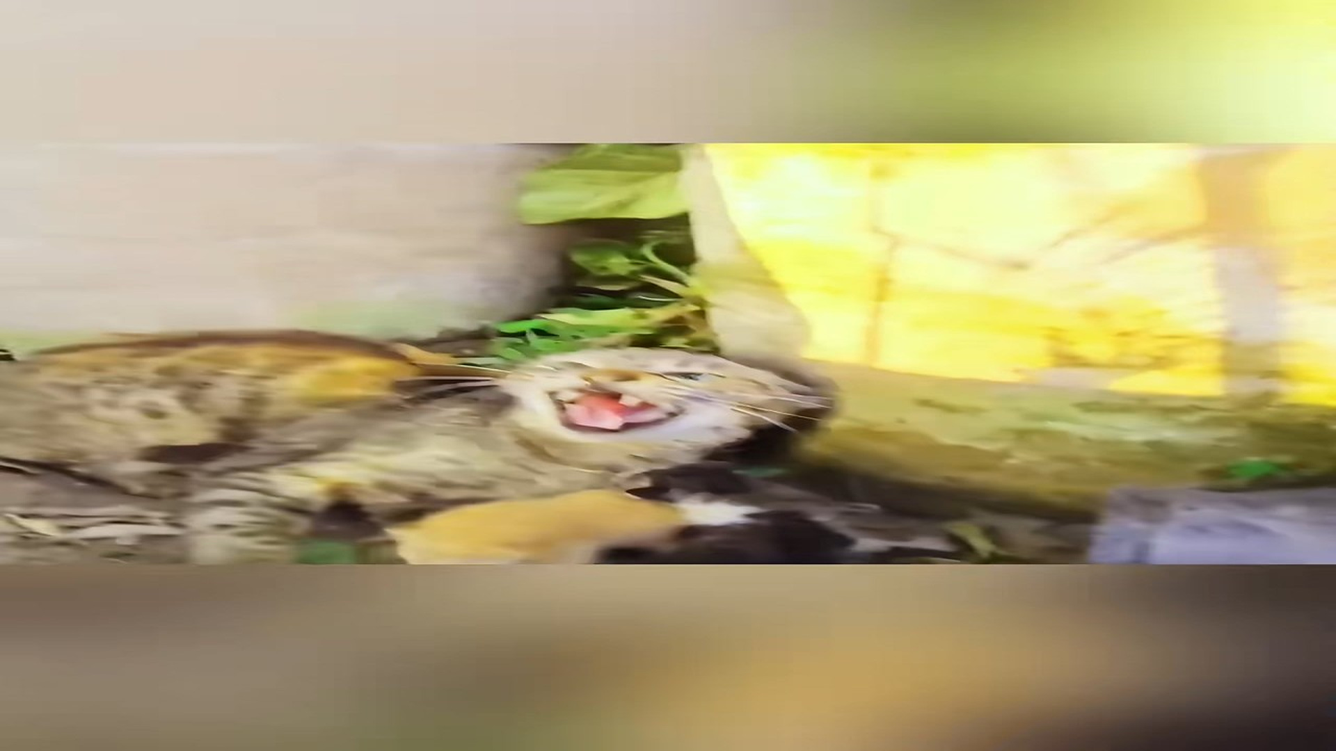 Full Video : N1908042_Rescue a family of cats #animal #animalsoftiktok #rescueanimals #rescue #cat #catsoftiktok #kitten