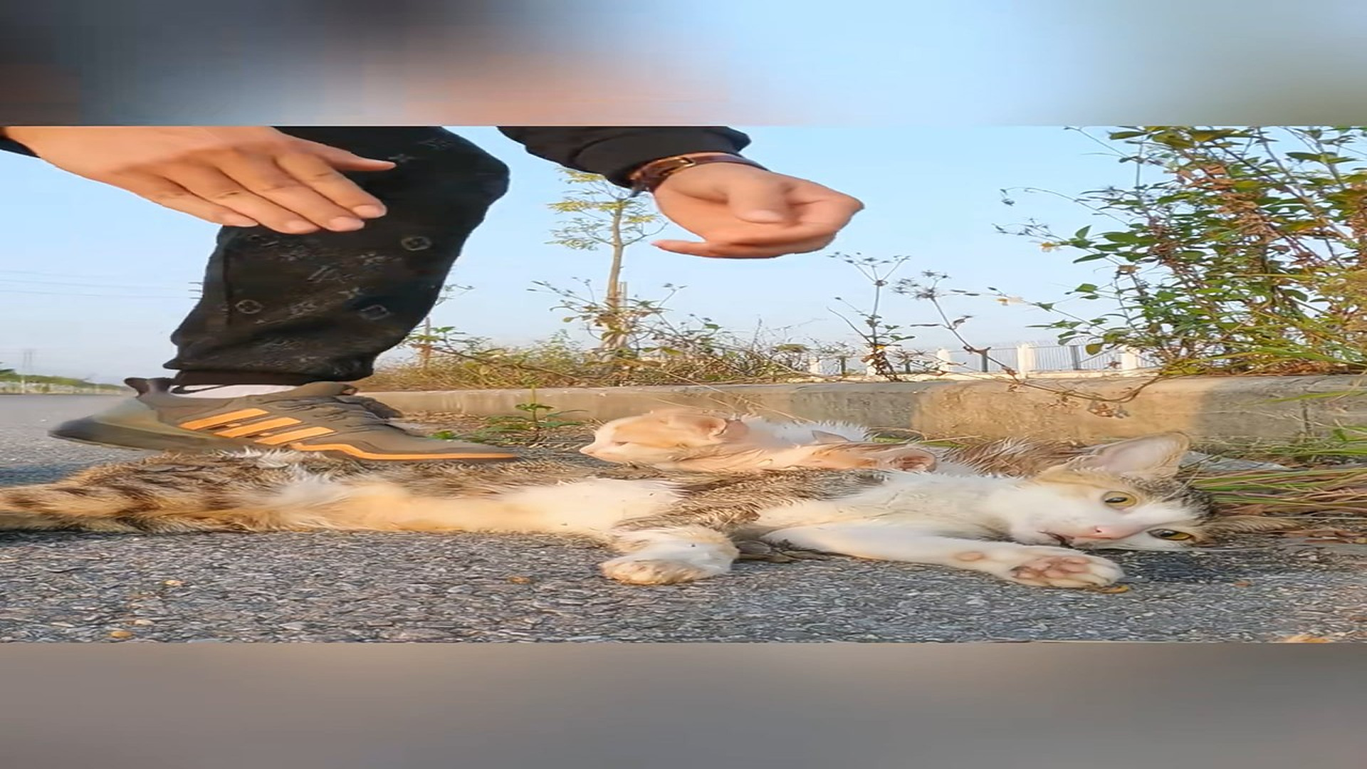 Full Video : N1908044_Rescue a family of cats #animal #animalsoftiktok #rescueanimals #rescue #cat #catsoftiktok (2)