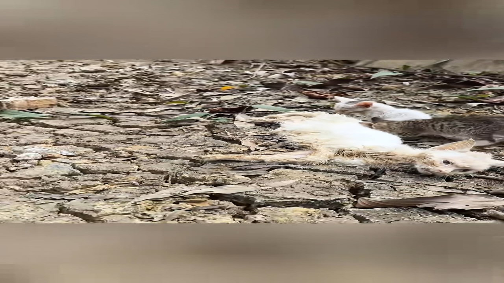 Full Video : N1908046_Rescue a family of cats #animal #animalsoftiktok #rescueanimals #rescue #cat