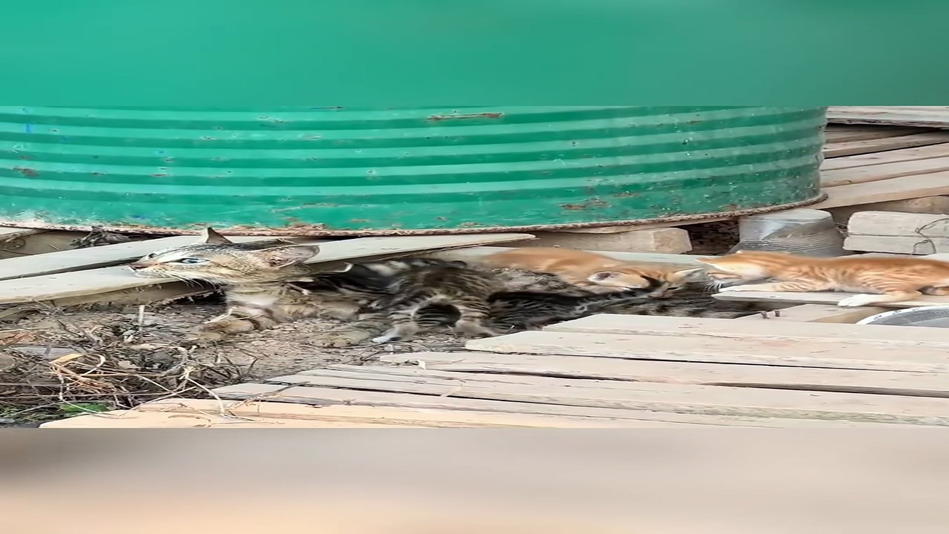 Full Video : N1908050_Rescue a family of cats #animal #animalsoftiktok #rescueanimals #rescue #rescuecat #cat (3)