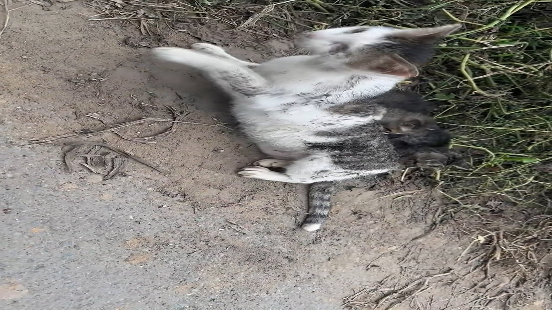 Full Video : N1908052_Rescue a family of cats #rescue #animal #rescueanimals #catsoftiktok #cat