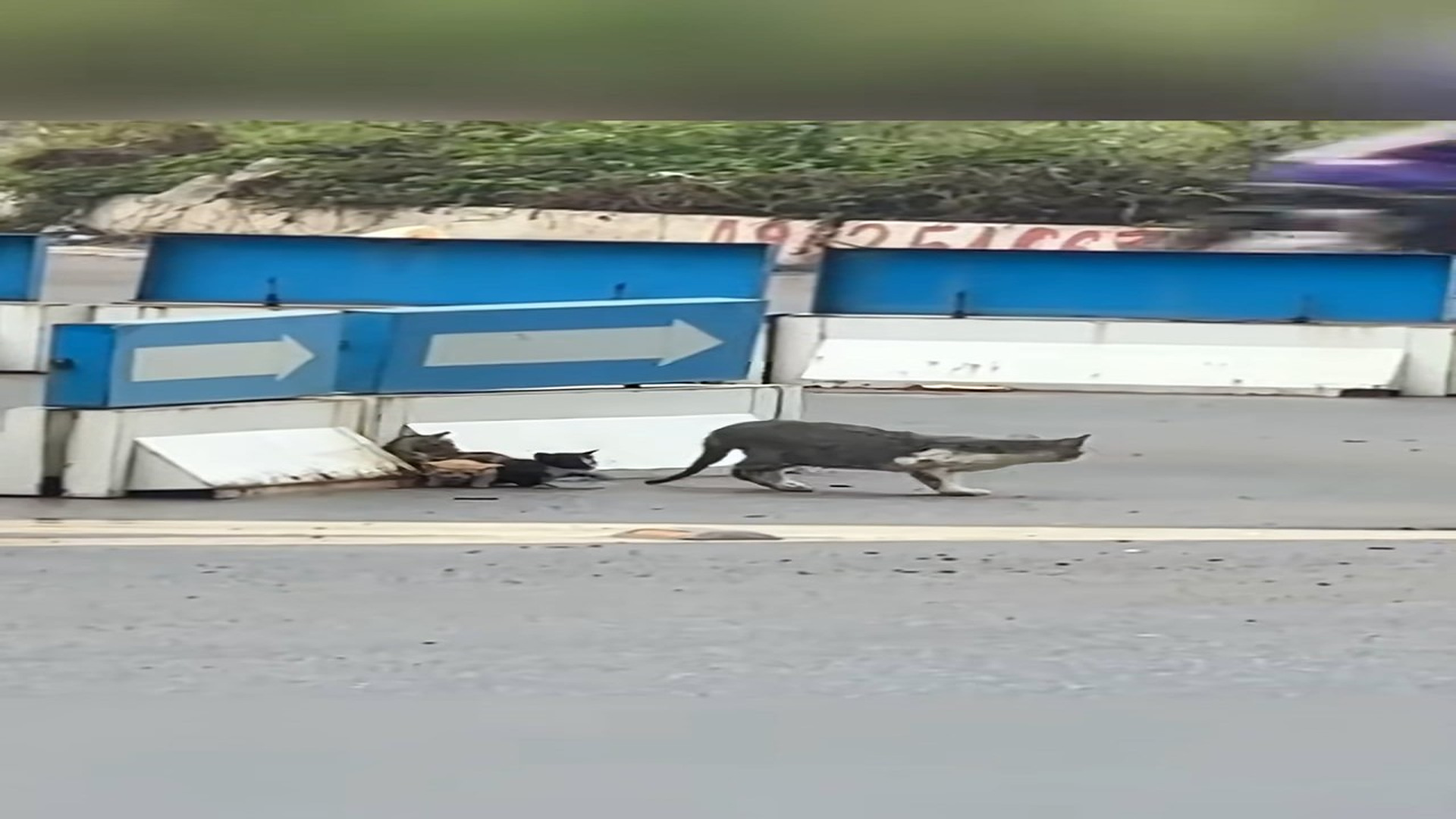 Full Video : N1908054_Rescue a family of cats on the road #rescue #animal #animalsoftiktok #rescueanimals #catsoftiktok #r