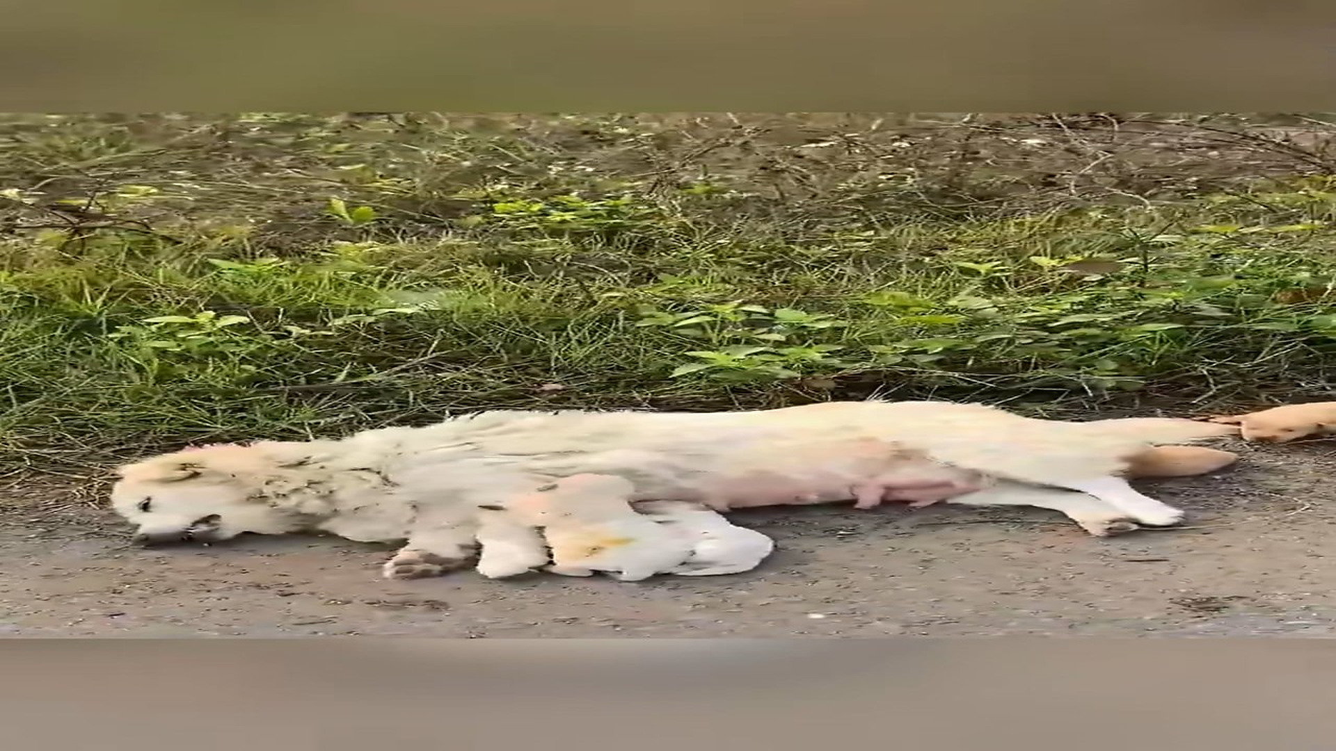 Full Video : N1908055_Rescue a family of dogs #animal #animalsoftiktok #rescue #rescueanimals #rescuedog #puppy
