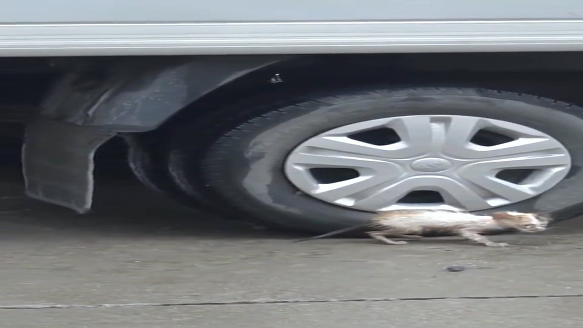 Full Video : N1908060_Rescue a kitten #rescue #animal #rescueanimals #catsoftiktok #cat #kitten