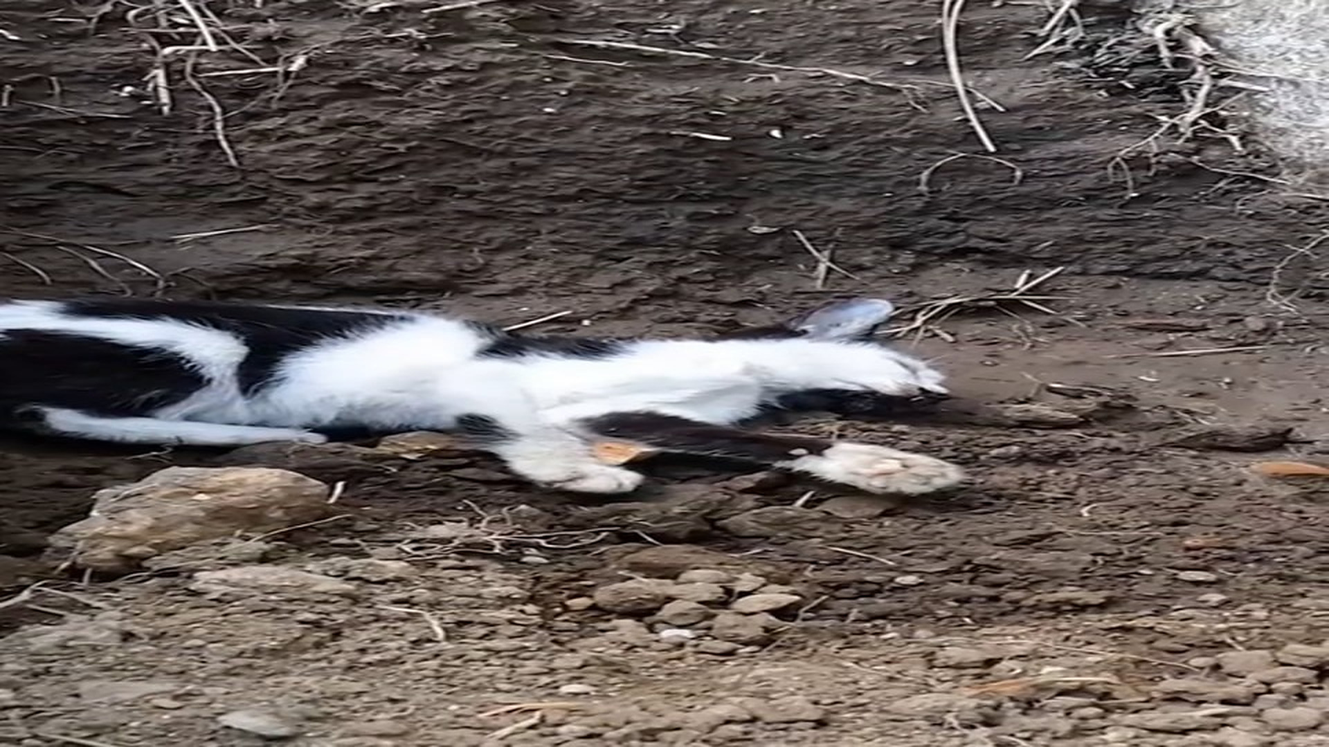 Full Video : N1908061_Rescue a kitten #rescue #animal #rescueanimals #kitten #cat #catsoftiktok