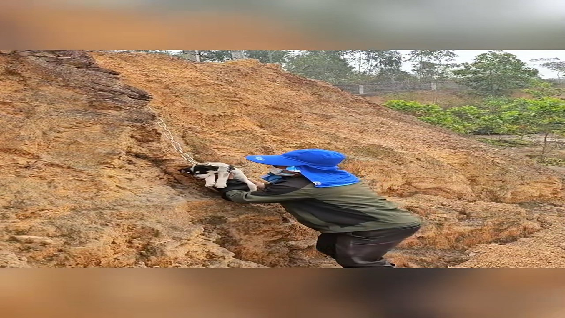 Full Video : N1908065_Rescue a puppy #animal #animalsoftiktok #animalsoftiktok #rescue #rescueanimals #rescuedog #puppy