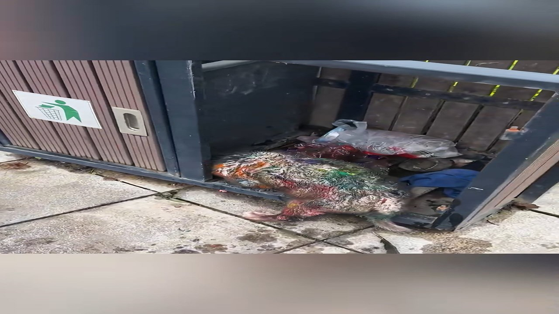 Full Video : N1908068_Rescue a puppy #animal #animalsoftiktok #rescueanimals #rescue #puppy
