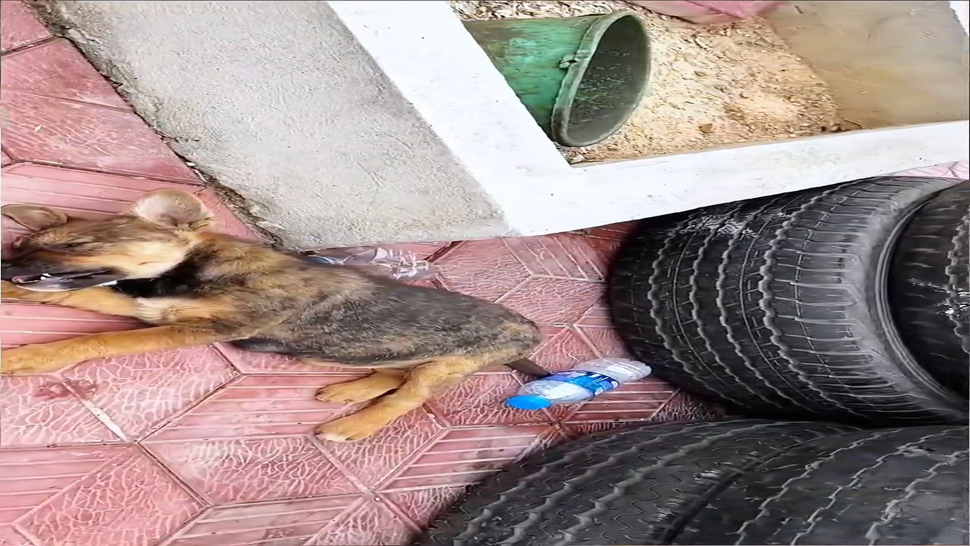 Full Video : N1908069_Rescue a puppy #animal #animalsoftiktok #rescueanimals #rescue #rescuedog #dog #puppy