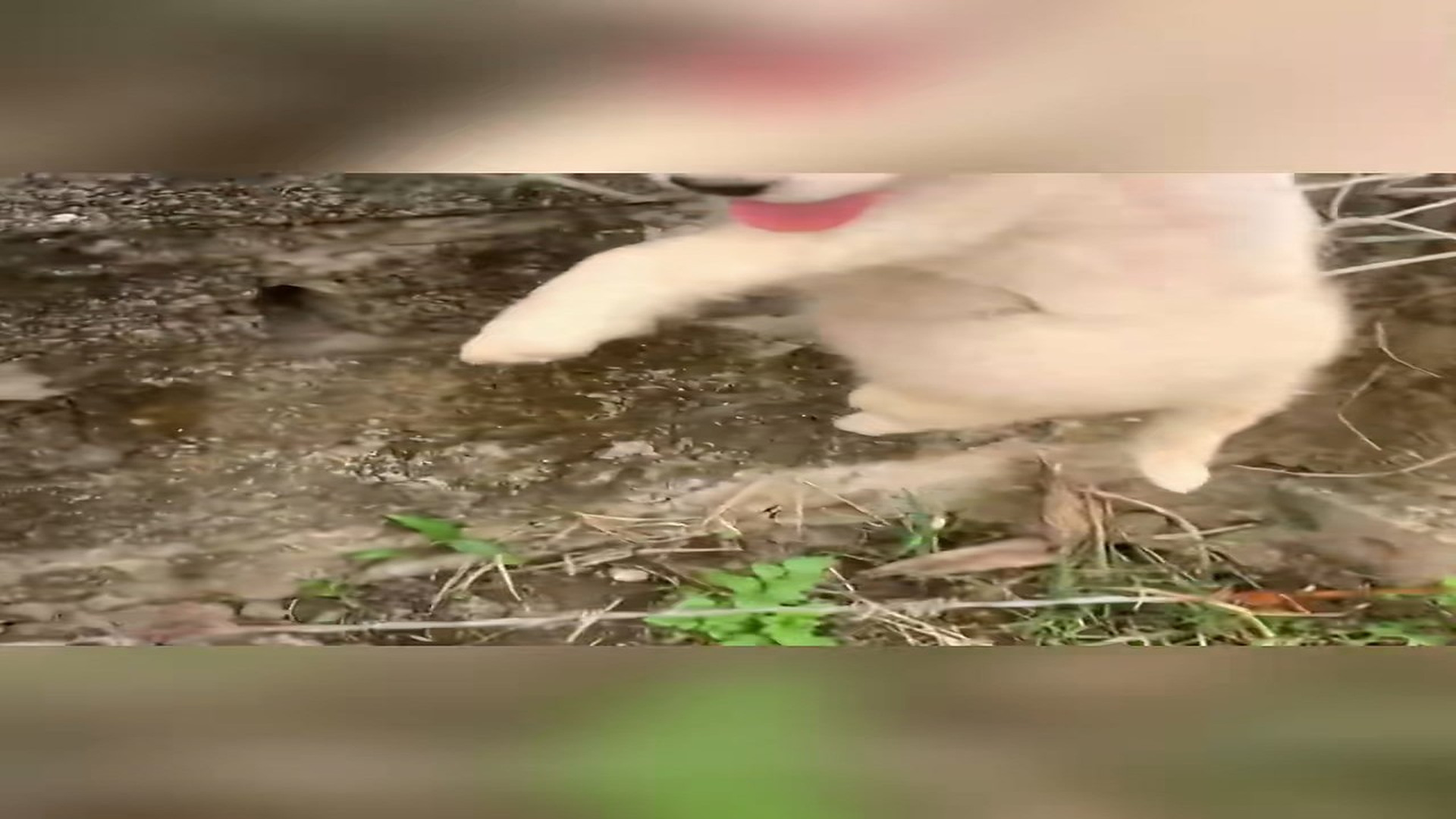 Full Video : N1908070_Rescue a puppy #animal #animalsoftiktok #rescueanimals #rescue #rescuedog #puppy (1)